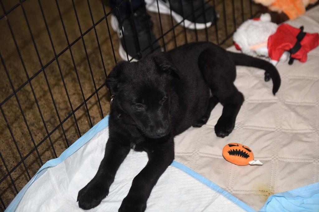 Flame, Adoptable, Puppy Male German Shepherd Dog.