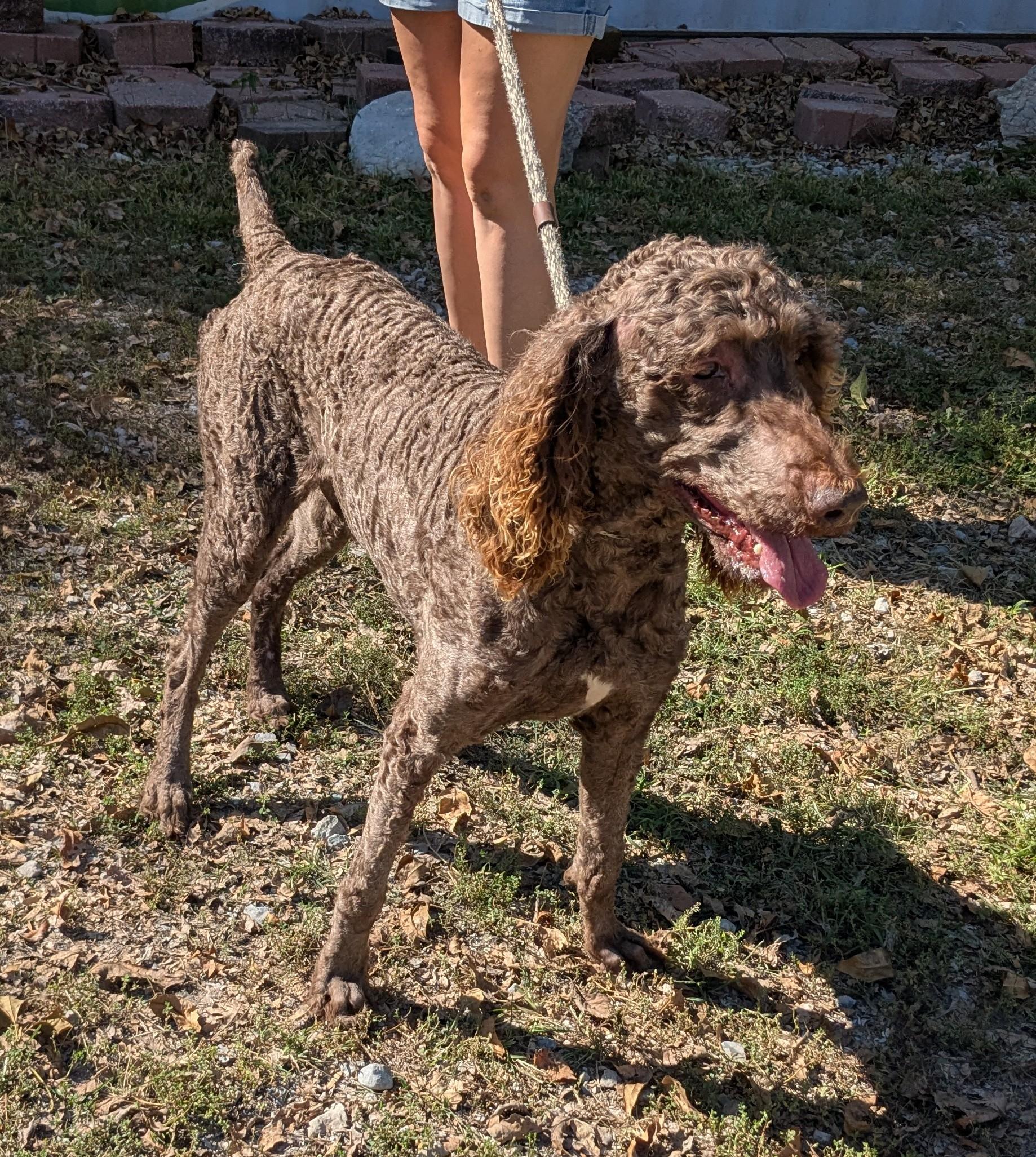 Thing 1, Adopted, Adult Male Poodle.