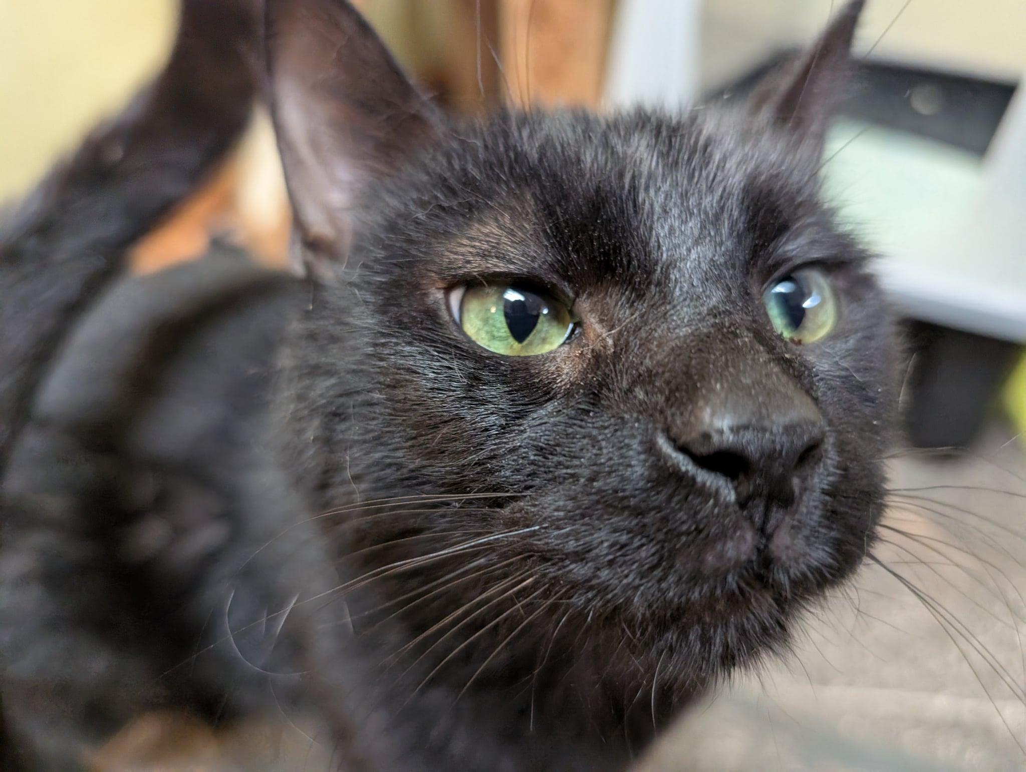 Batman, a Adoptable Domestic Short Hair in Barrington Hills, IL image 2/3