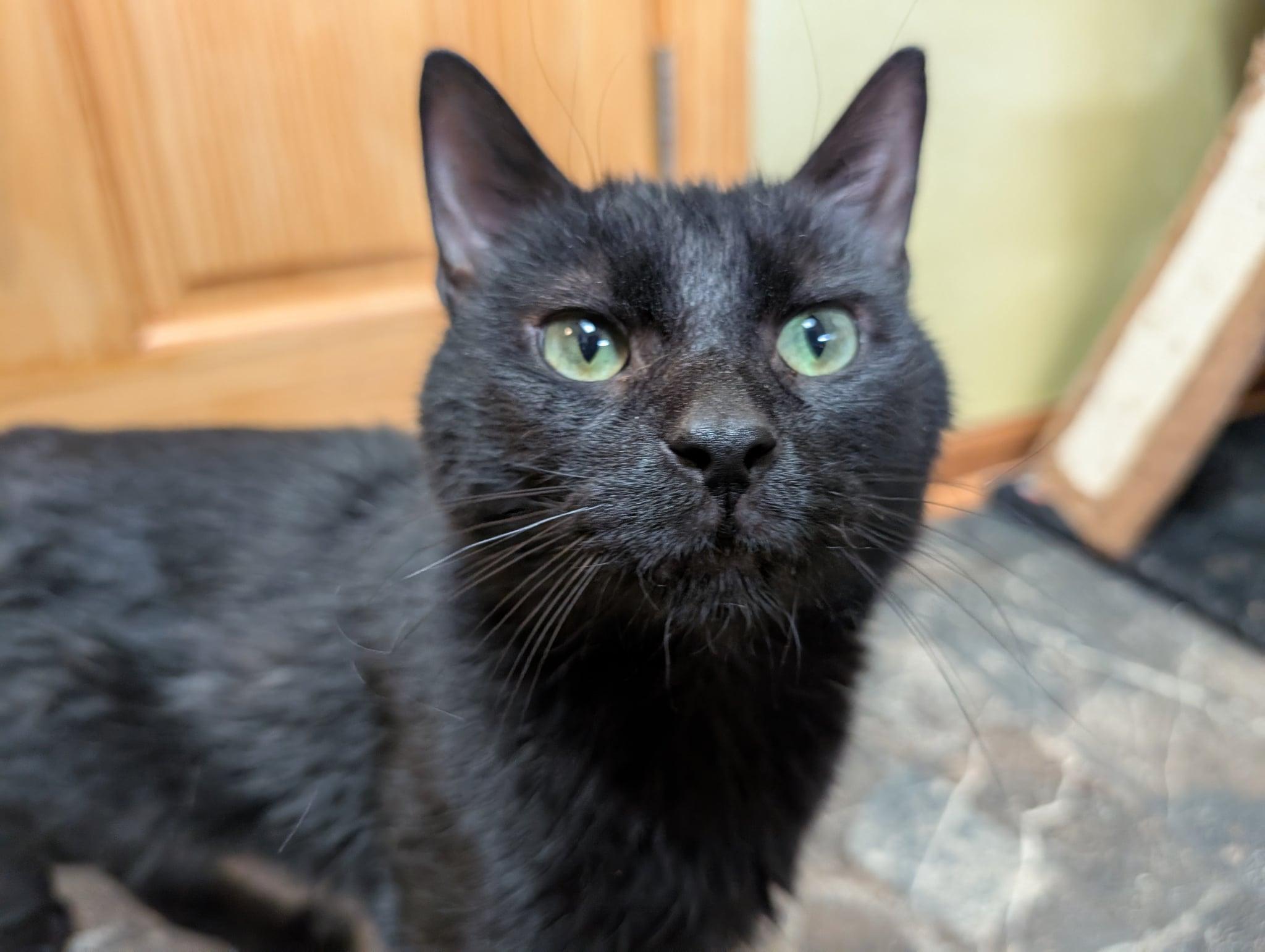 Batman, a Adoptable Domestic Short Hair in Barrington Hills, IL image 1/3