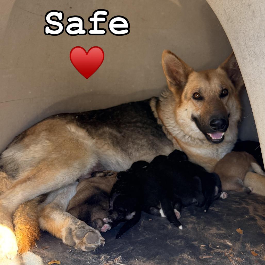 Enlarge Frank, a Adoptable German Shepherd Dog in Tacoma, WA image 1/2