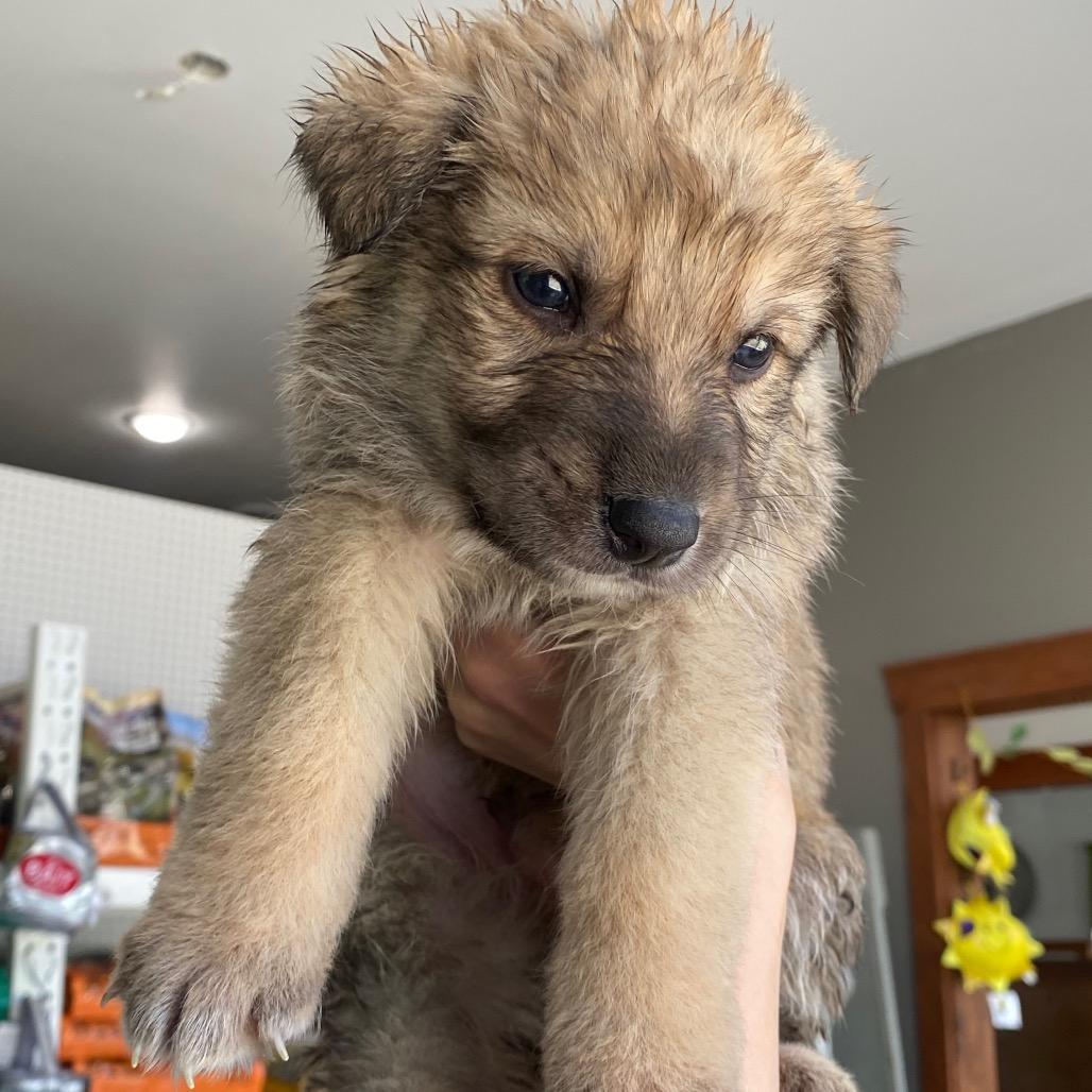 Enlarge Frank, a Adoptable German Shepherd Dog in Tacoma, WA image 2/2