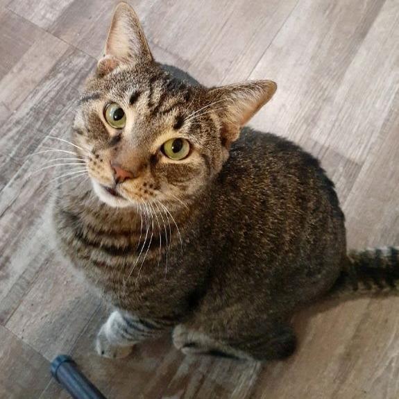 Pickles, Adoptable, Adult Male Domestic Short Hair.