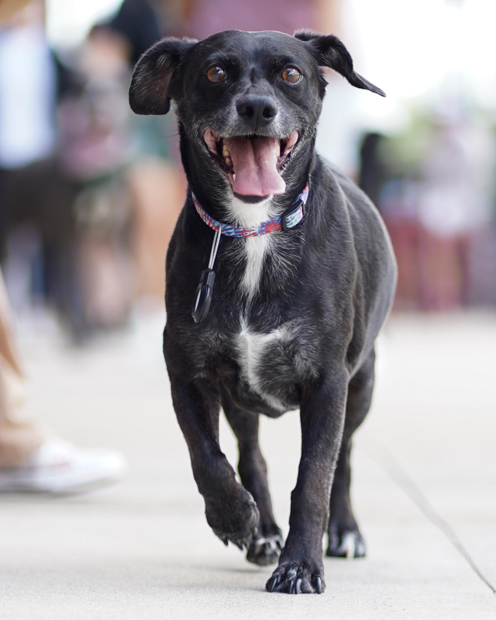 Enlarge Junior, a Adoptable mixed breed in Waterford, CT image 2/2