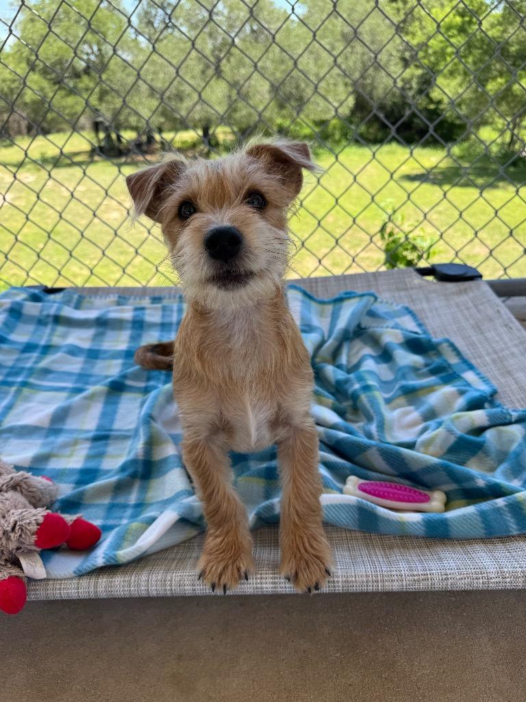 Enlarge Pistachio, a Adoptable Wirehaired Terrier in Canyon Lake, TX image 1/1
