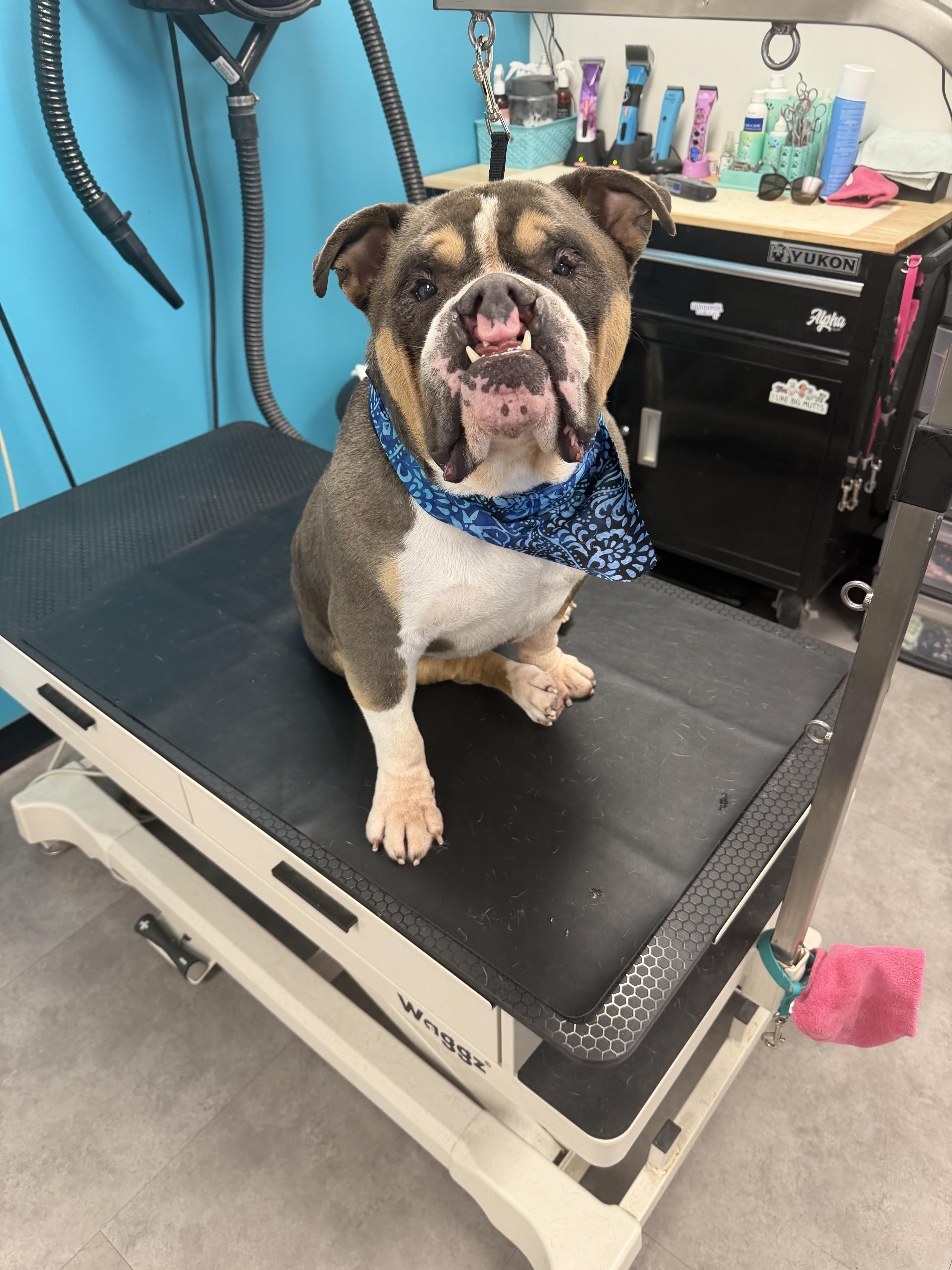 Sven, a Adoptable English Bulldog in Minneapolis, MN image 1/6