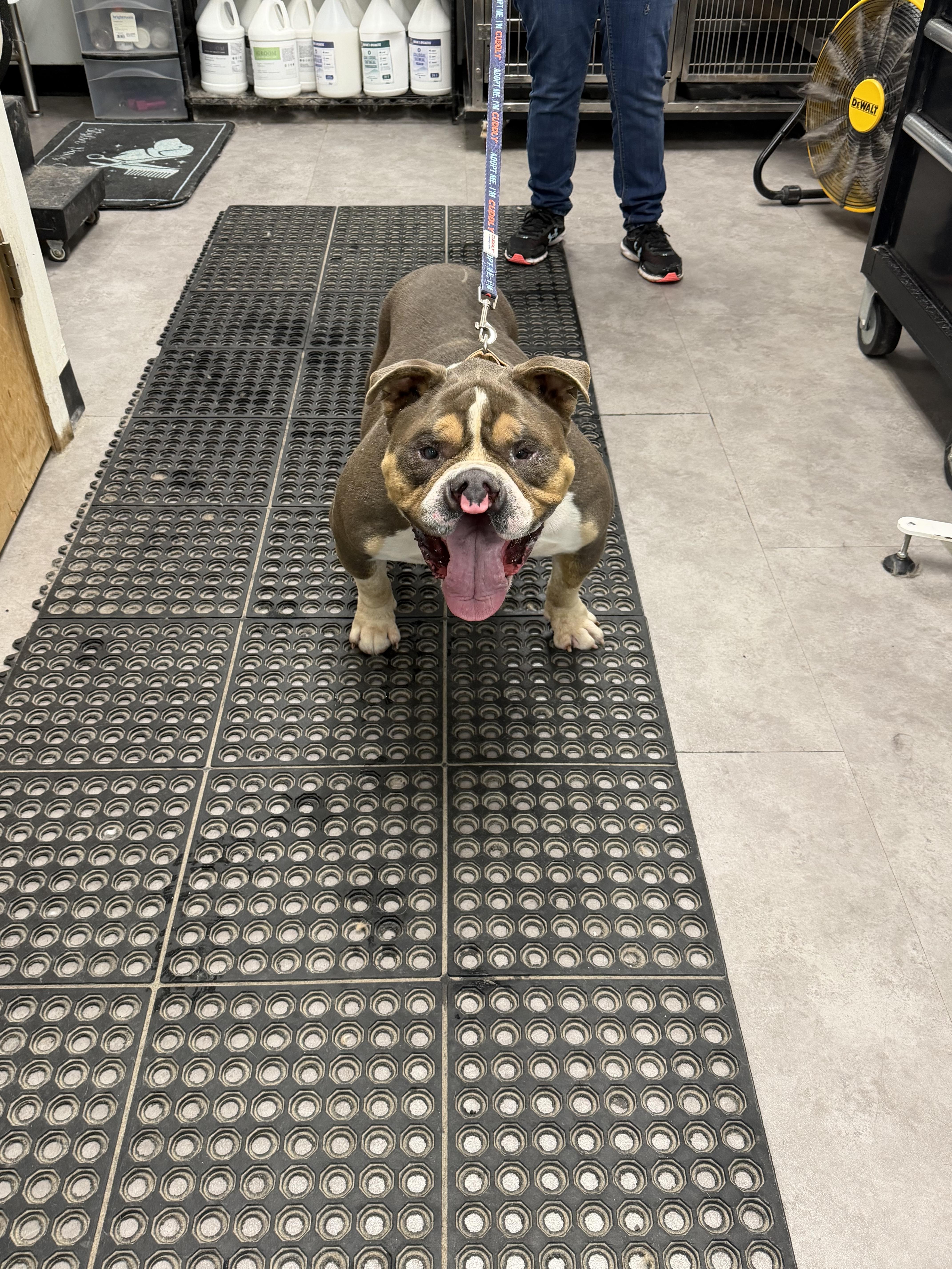 Sven, Adoptable, Adult Male English Bulldog.