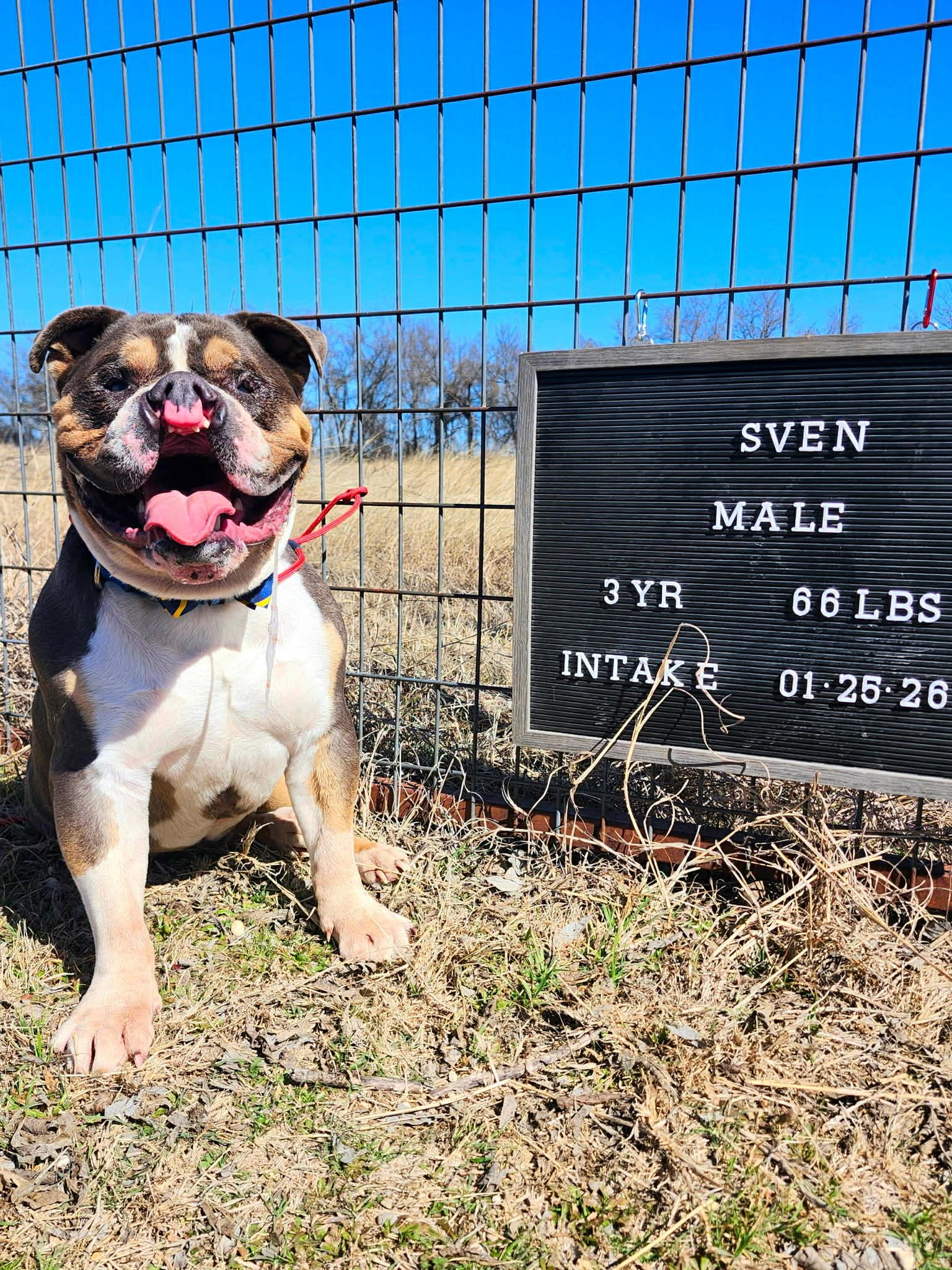 Enlarge Sven, a Adoptable English Bulldog in Minneapolis, MN image 2/4