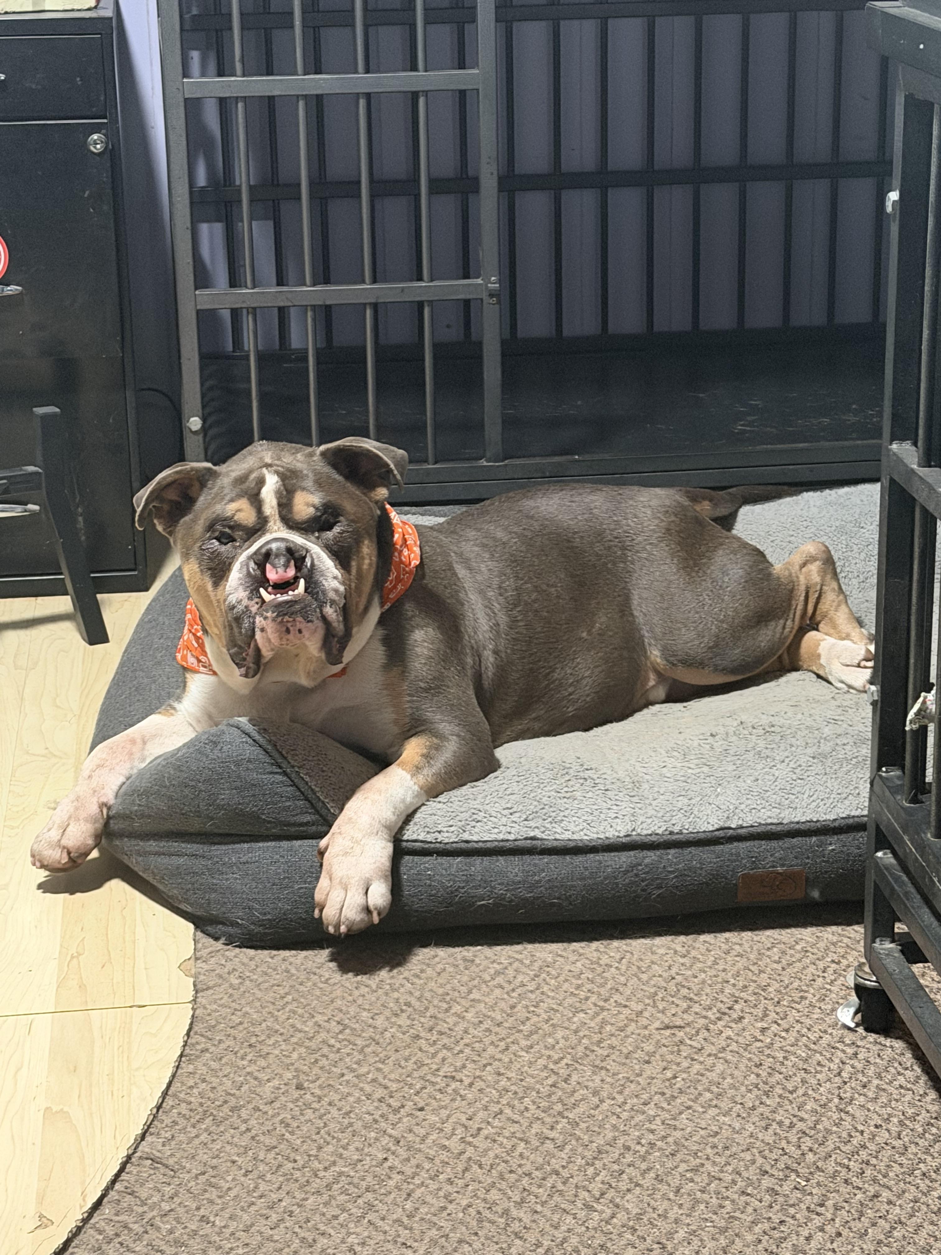 Sven, a Adoptable English Bulldog in Minneapolis, MN image 4/6