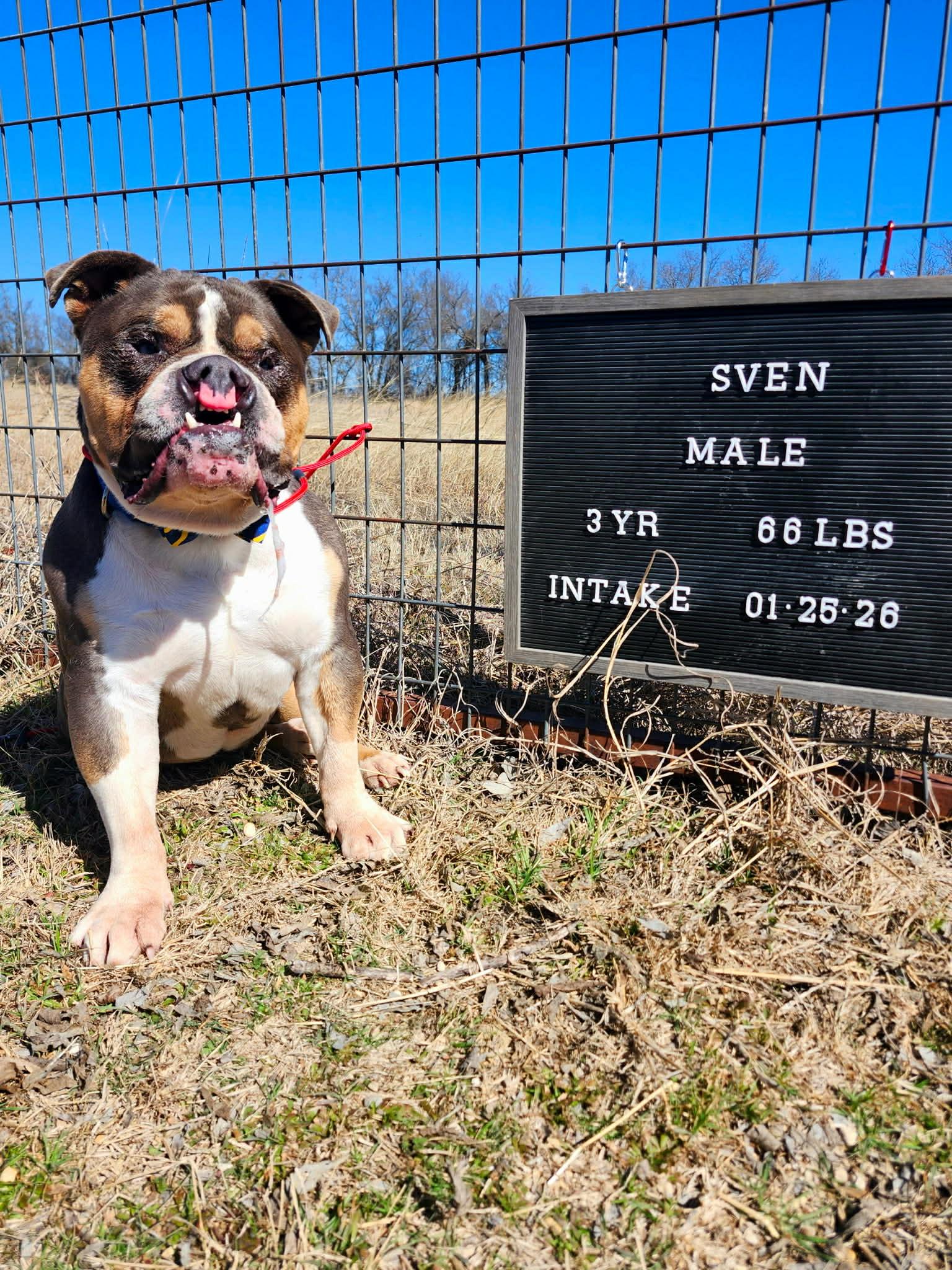 Enlarge Sven, a Adoptable English Bulldog in Minneapolis, MN image 3/4