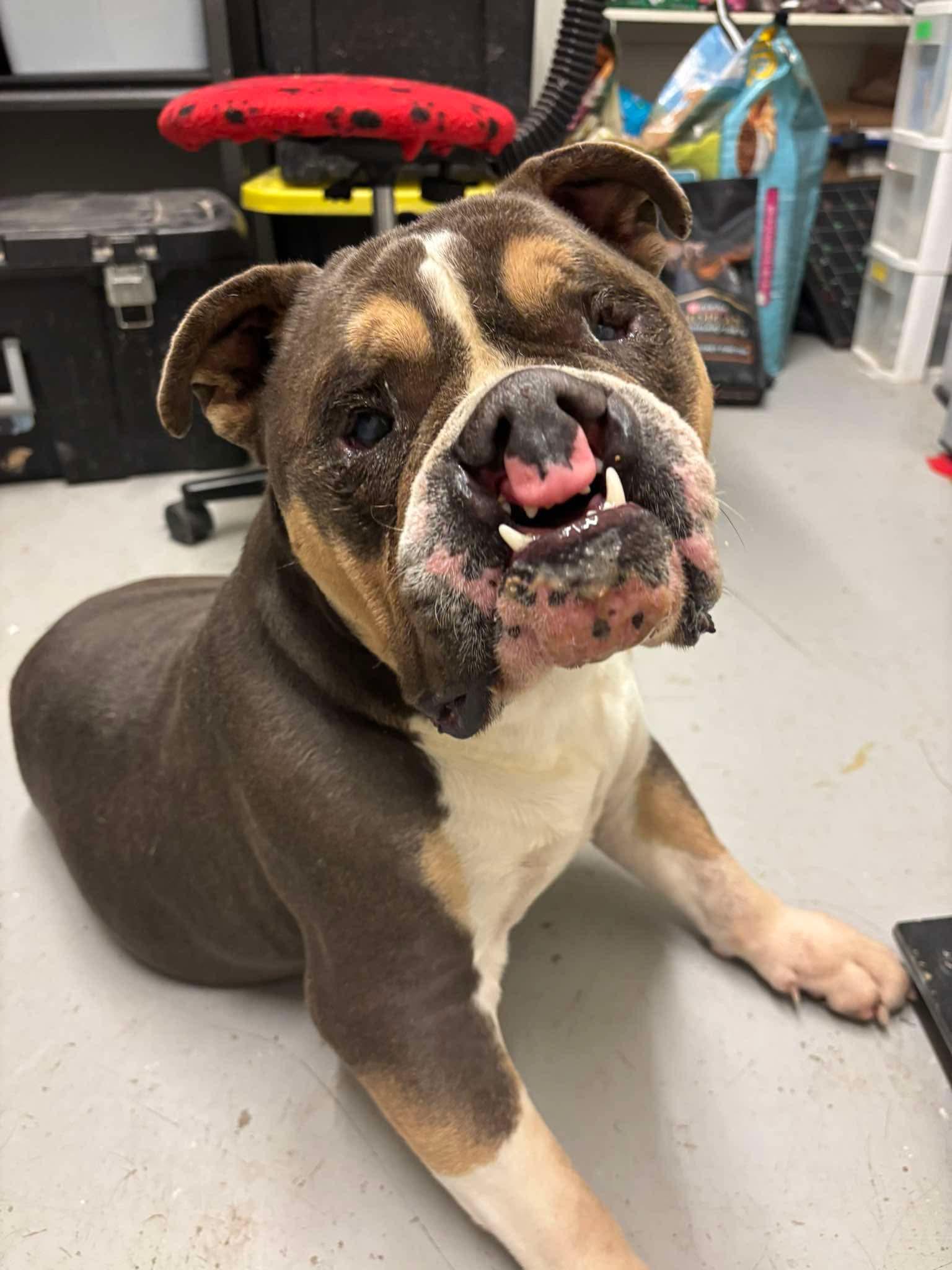 Enlarge Sven, a Adoptable English Bulldog in Minneapolis, MN image 4/4