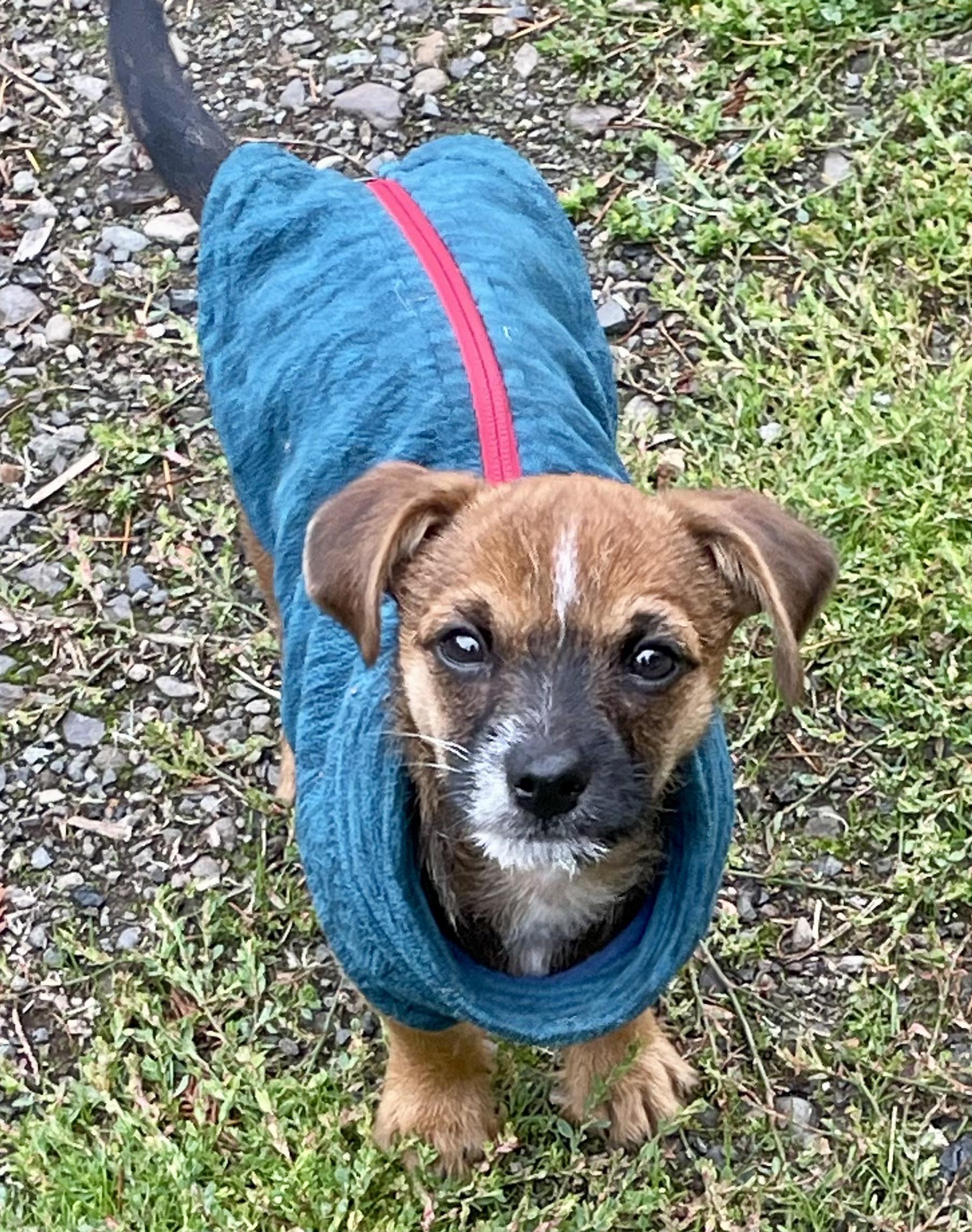 Enlarge Spud-LOCAL adorable spunky cuddly puppy, a Adopted mixed breed in Cascadia, OR image 2/5