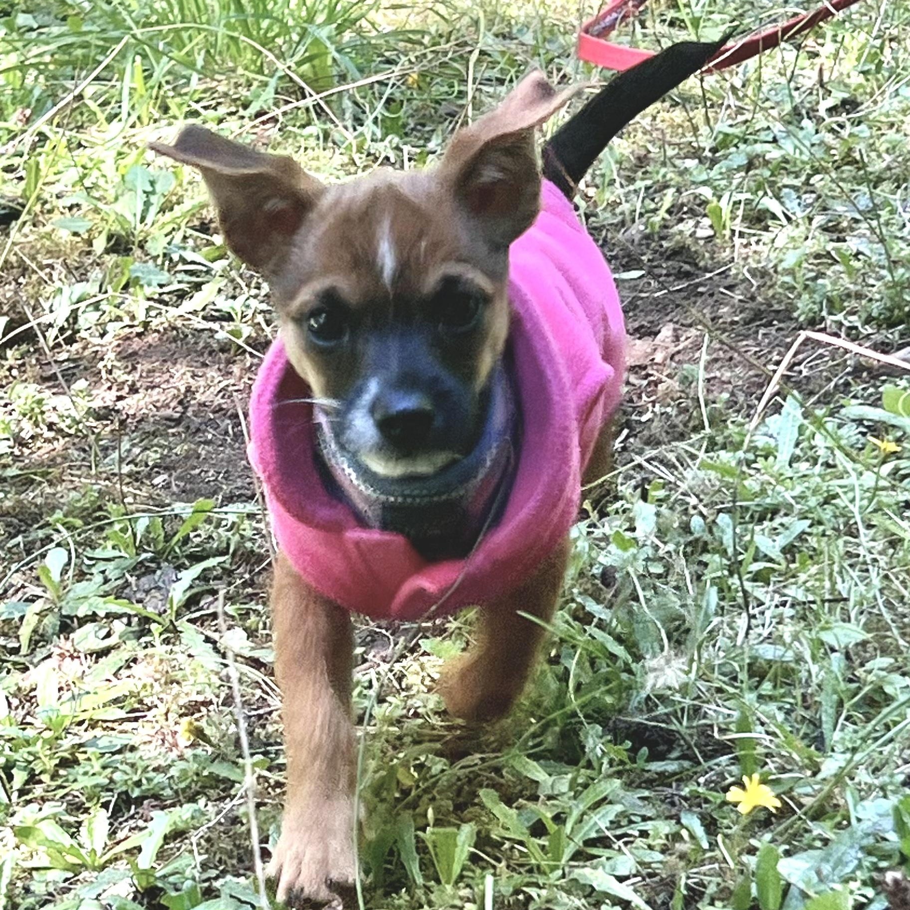 Spud-LOCAL adorable spunky cuddly puppy, an adoptable Terrier, Chihuahua in Cascadia, OR, 97329 | Photo Image 3