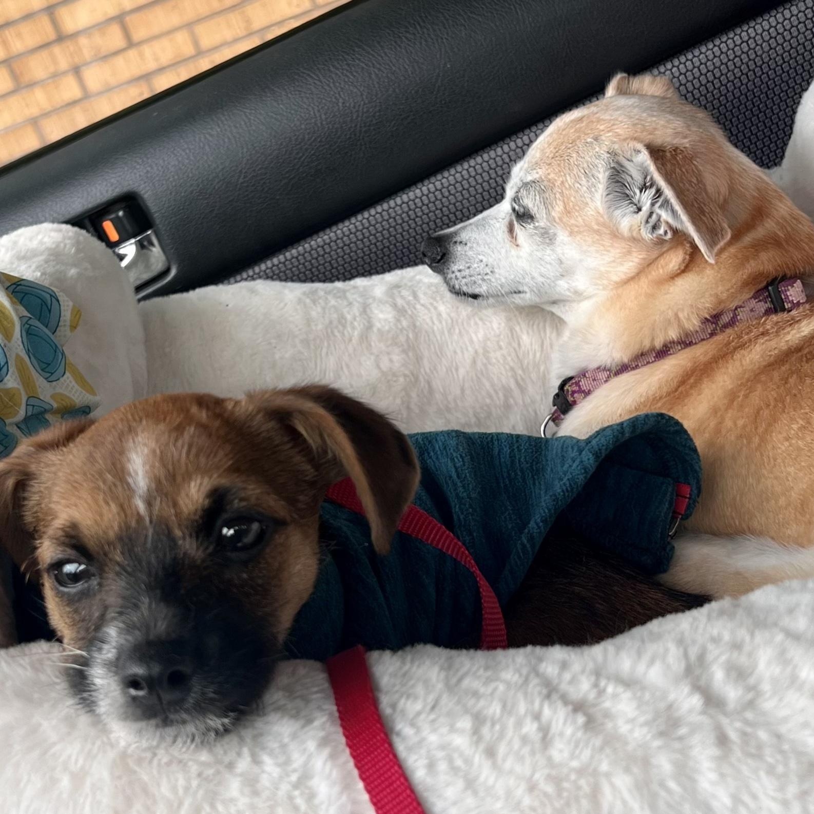 Enlarge Spud-LOCAL adorable spunky cuddly puppy, a Adopted mixed breed in Cascadia, OR image 4/5