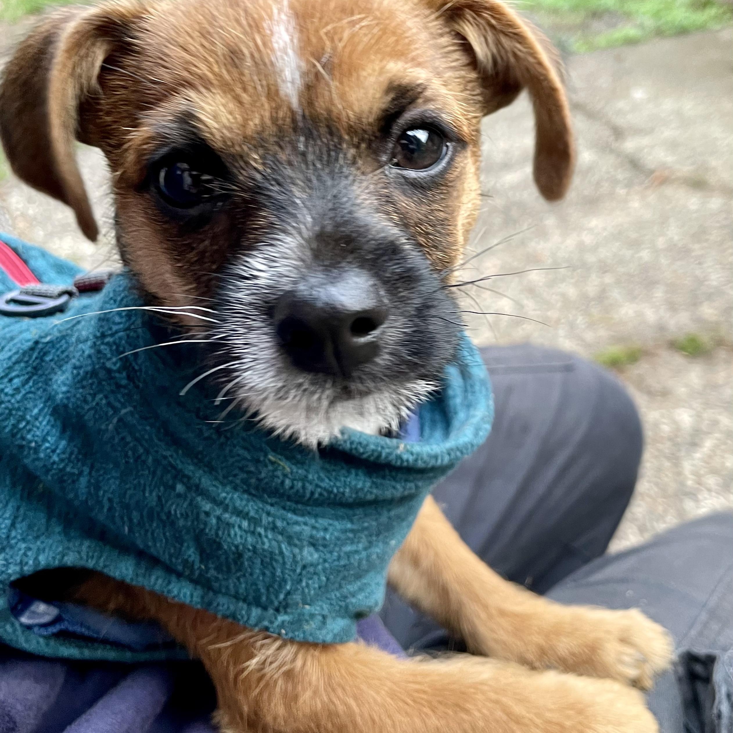 Enlarge Spud-LOCAL adorable spunky cuddly puppy, a Adopted mixed breed in Cascadia, OR image 1/5