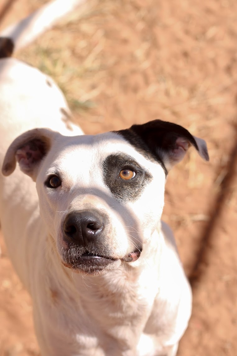 Cal, a Adoptable Pit Bull Terrier in Guthrie, OK image 2/6
