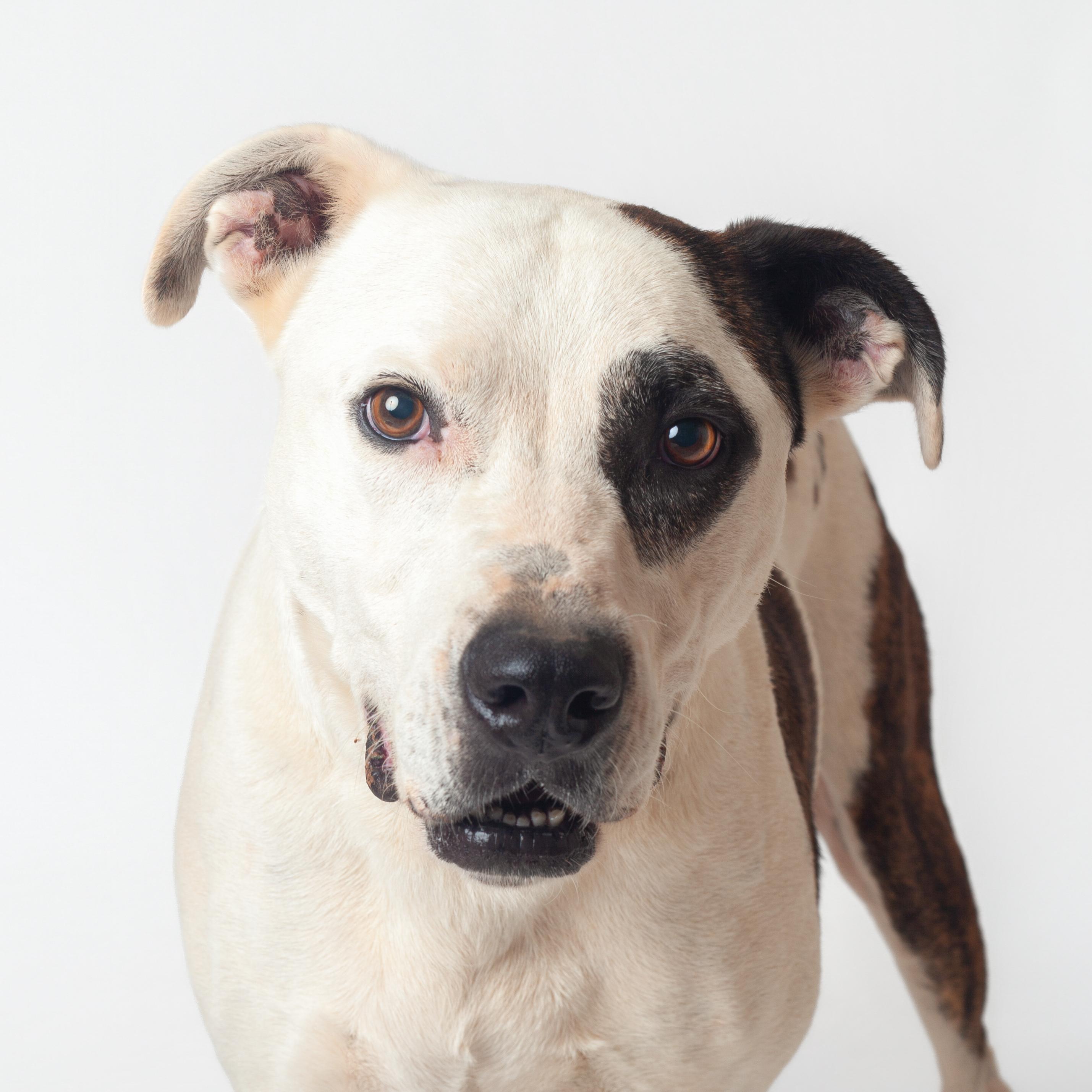 Enlarge Cal, a Adoptable Pit Bull Terrier in Guthrie, OK image 2/6