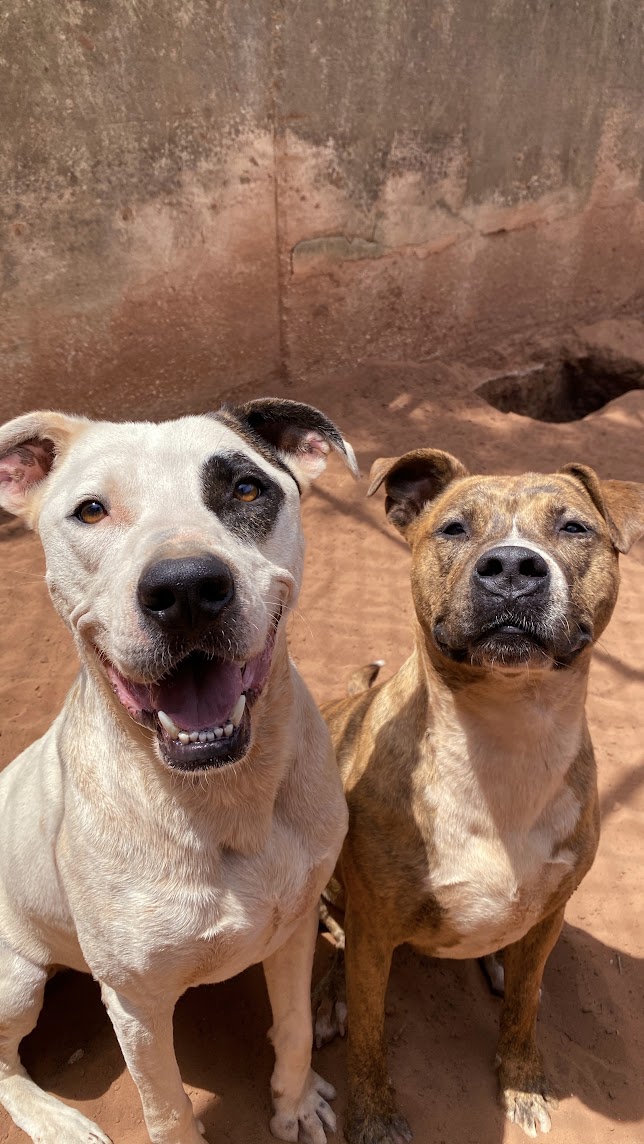 Cal, a Adoptable Pit Bull Terrier in Guthrie, OK image 3/6