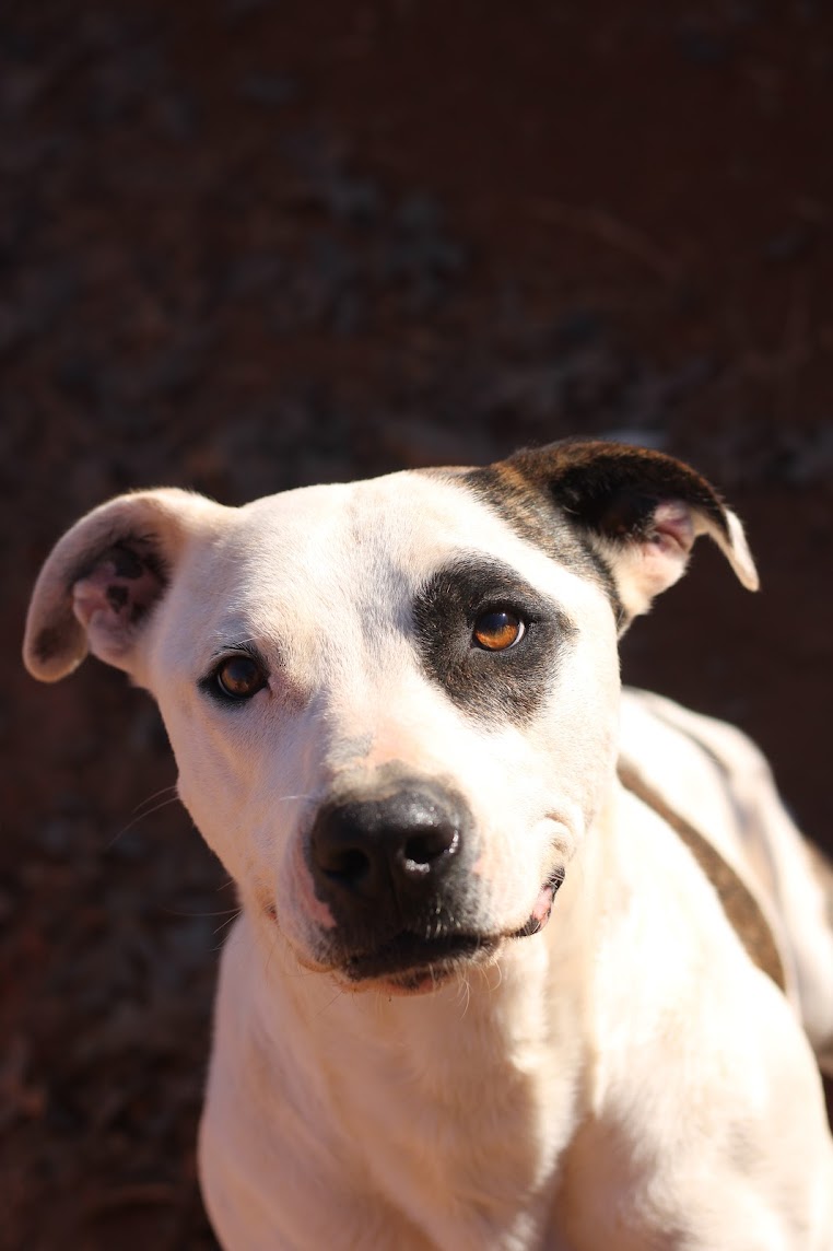 Cal, a Adoptable Pit Bull Terrier in Guthrie, OK image 4/6