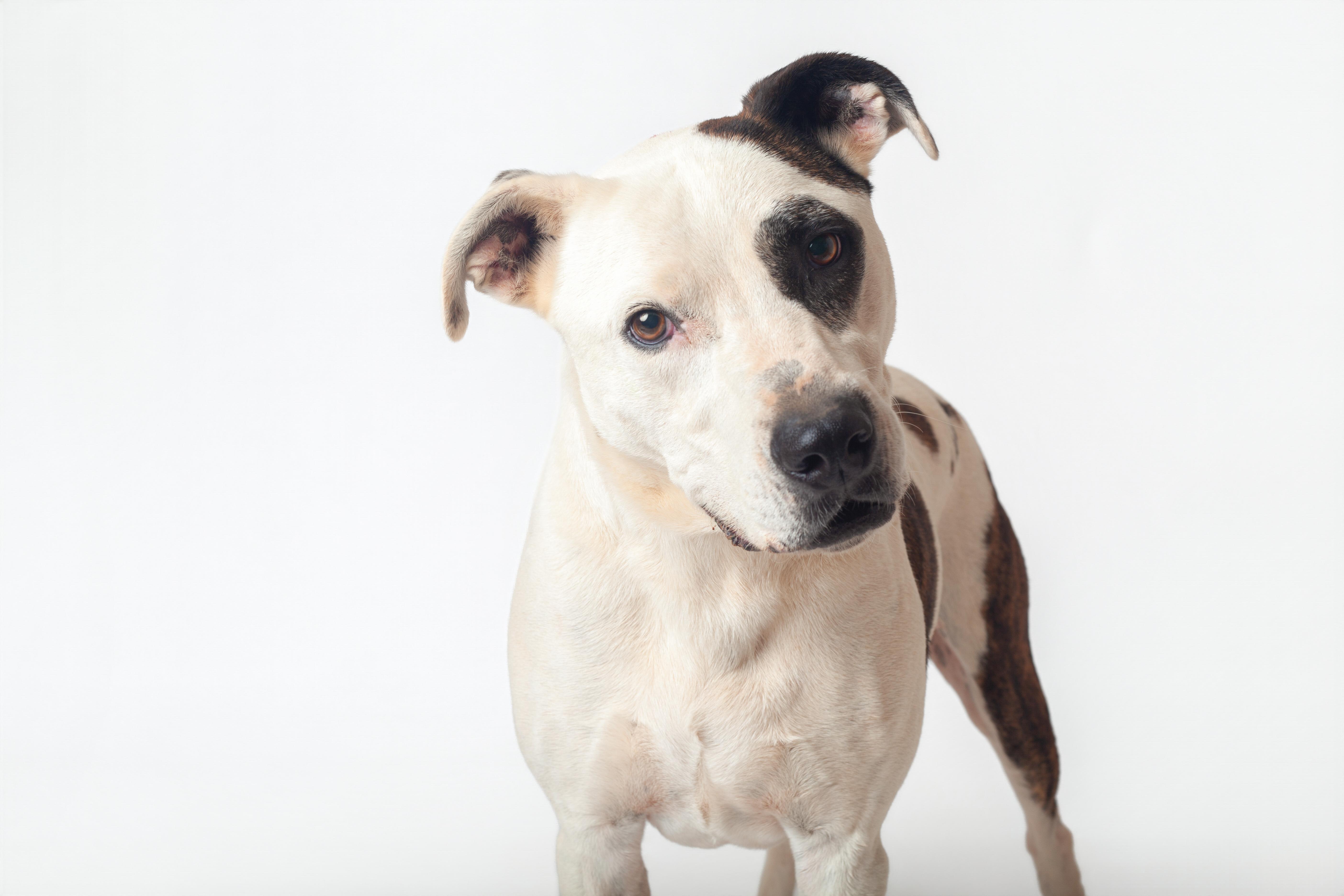 Enlarge Cal, a Adoptable Pit Bull Terrier in Guthrie, OK image 4/6