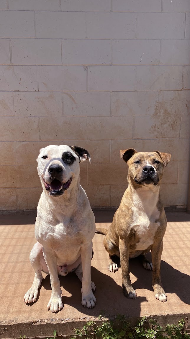 Cal, a Adoptable Pit Bull Terrier in Guthrie, OK image 5/6