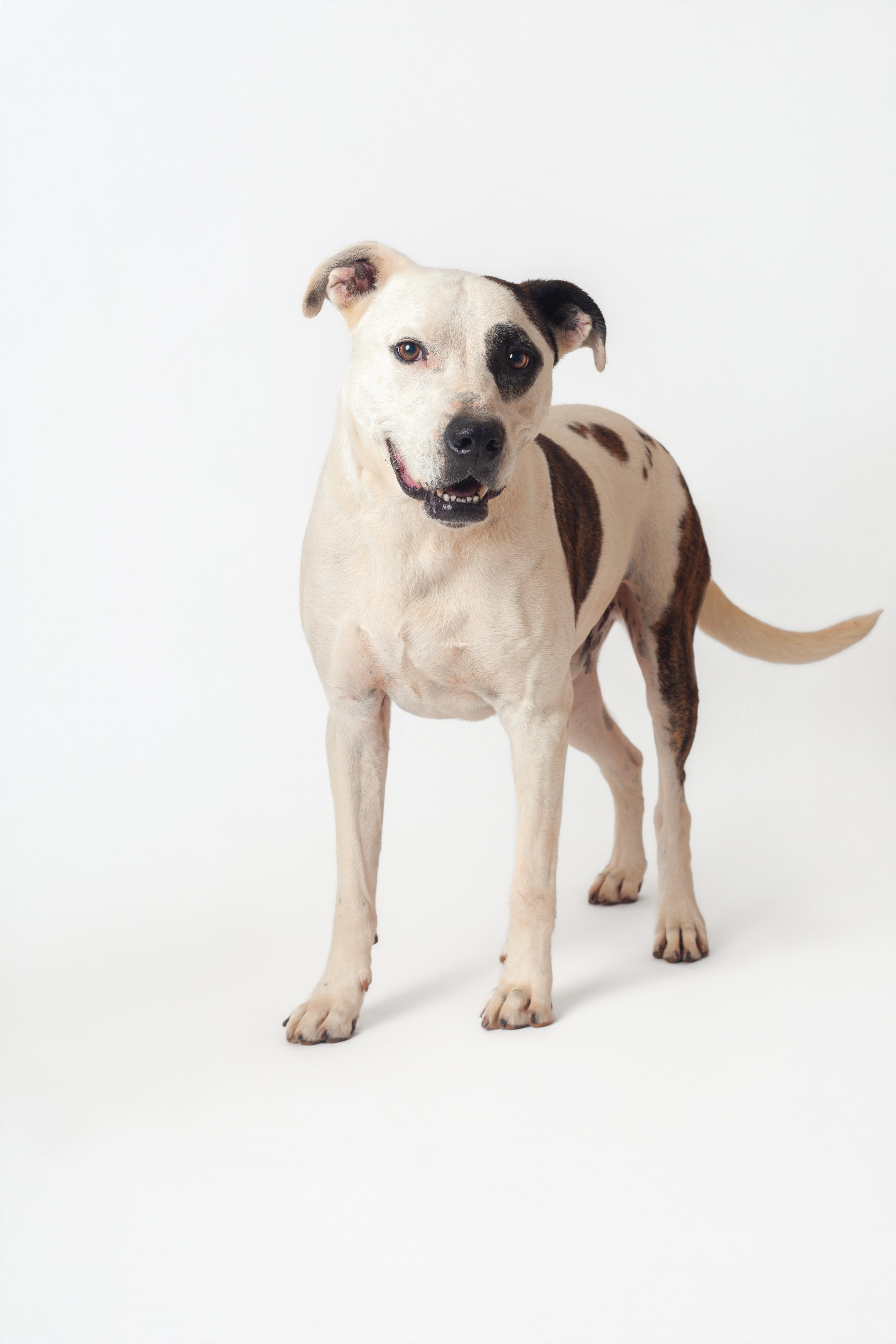 Enlarge Cal, a Adoptable Pit Bull Terrier in Guthrie, OK image 1/6