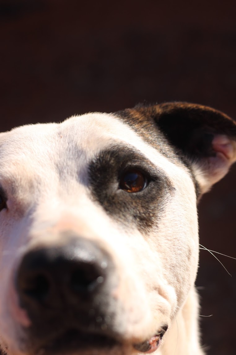 Cal, a Adoptable Pit Bull Terrier in Guthrie, OK image 6/6
