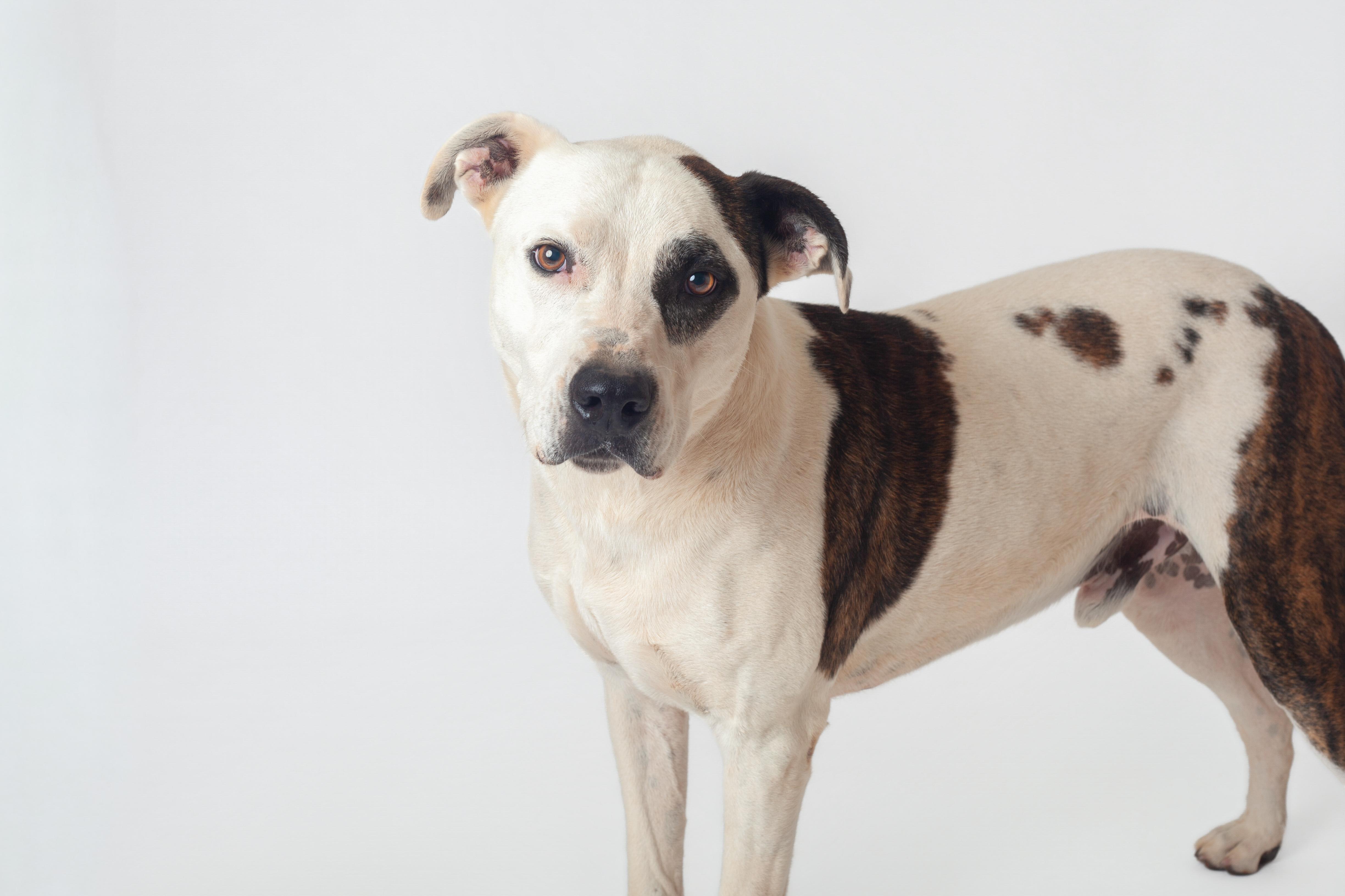 Enlarge Cal, a Adoptable Pit Bull Terrier in Guthrie, OK image 3/6