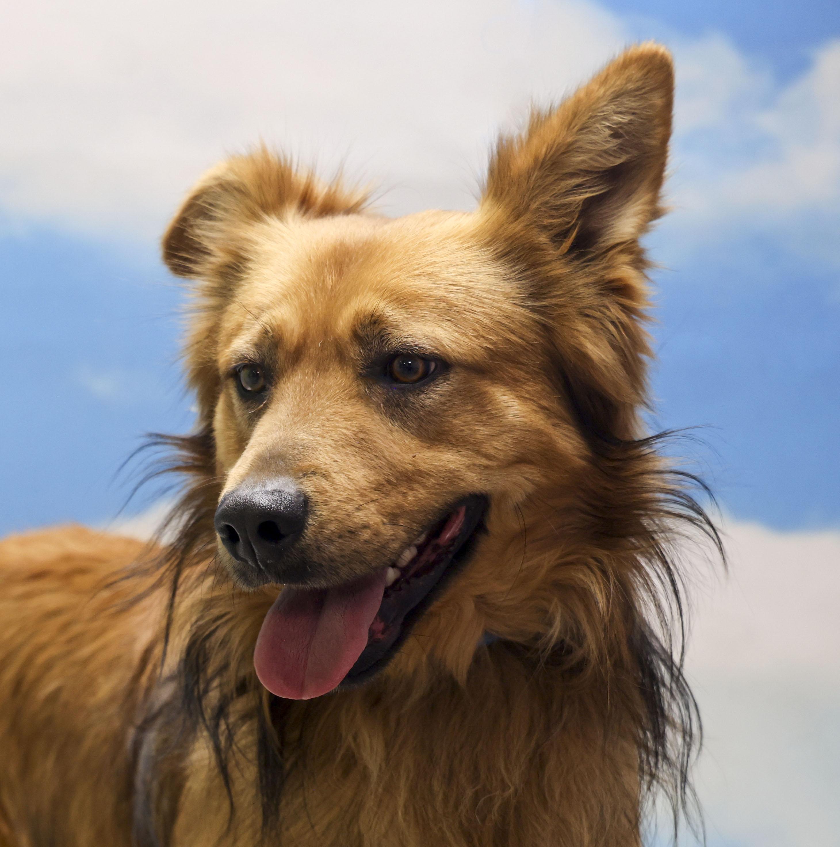 Enlarge Bebo, an adopted Cardigan Welsh Corgi in Casa Grande, AZ image 2/5