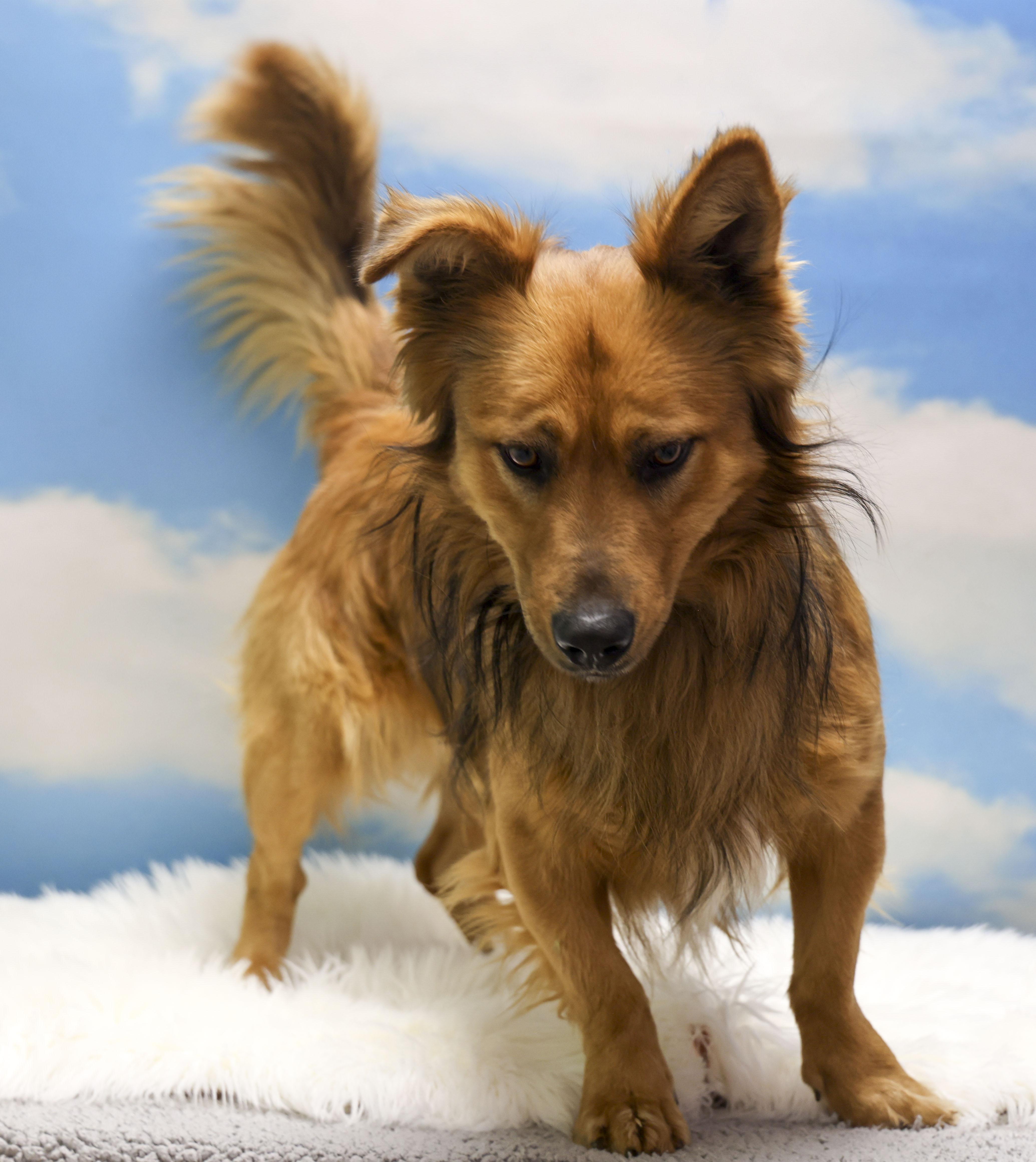 Enlarge Bebo, an adopted Cardigan Welsh Corgi in Casa Grande, AZ image 4/5