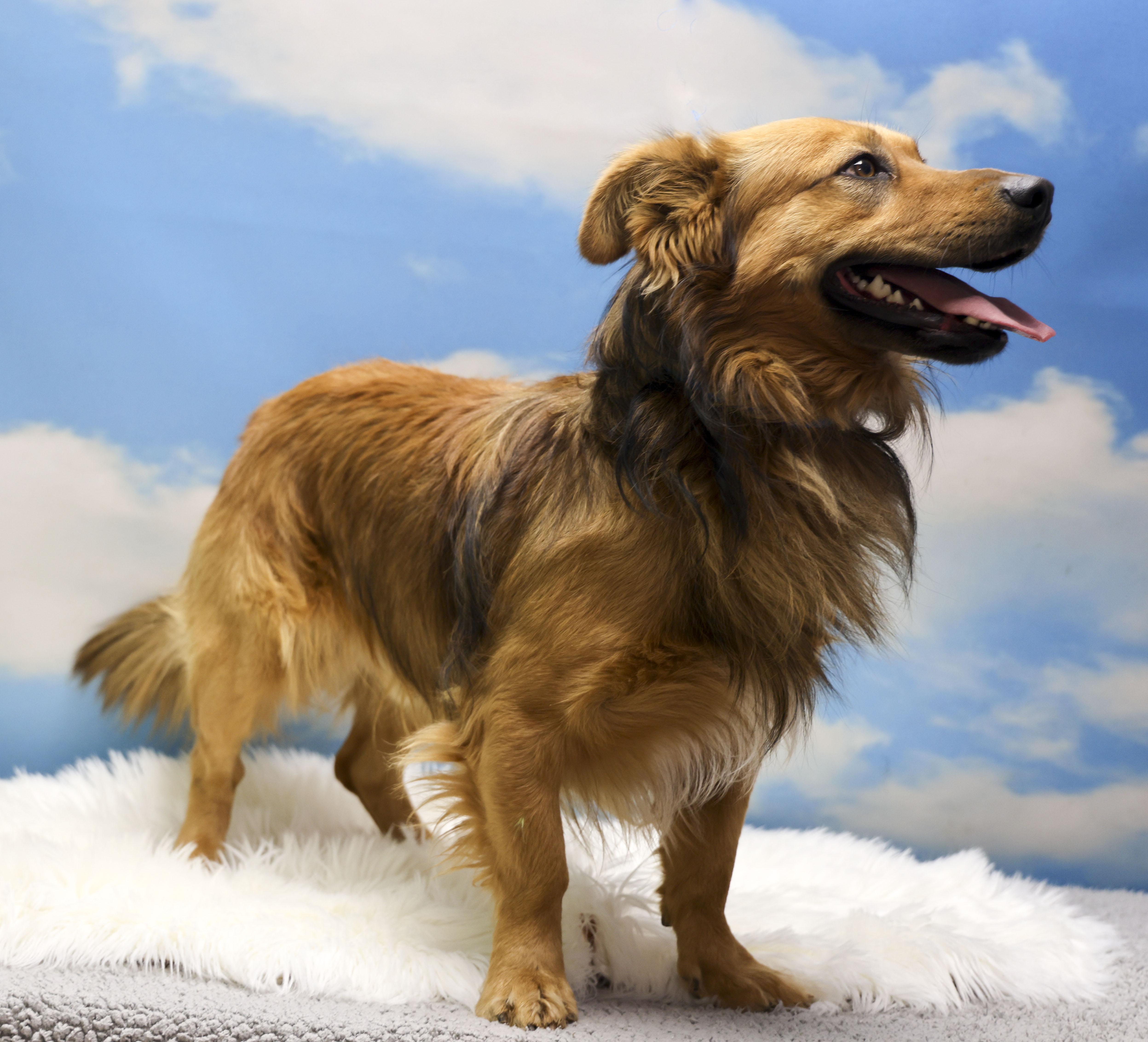 Bebo, adopted, Young Male Cardigan Welsh Corgi.