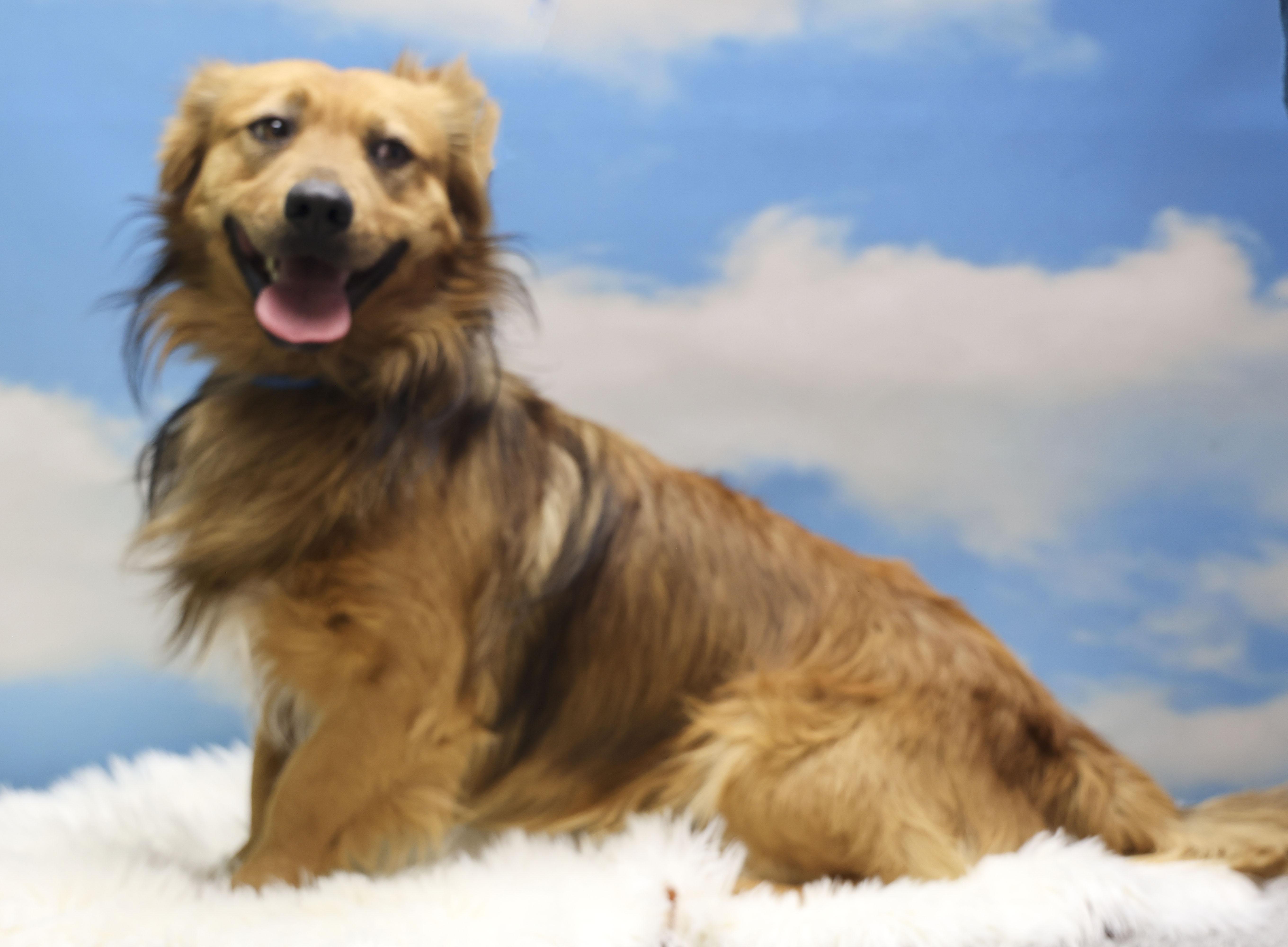 Enlarge Bebo, an adopted Cardigan Welsh Corgi in Casa Grande, AZ image 5/5