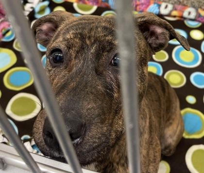 Gingerbread, Adoptable, Adult Female Pit Bull Terrier & Mixed Breed.
