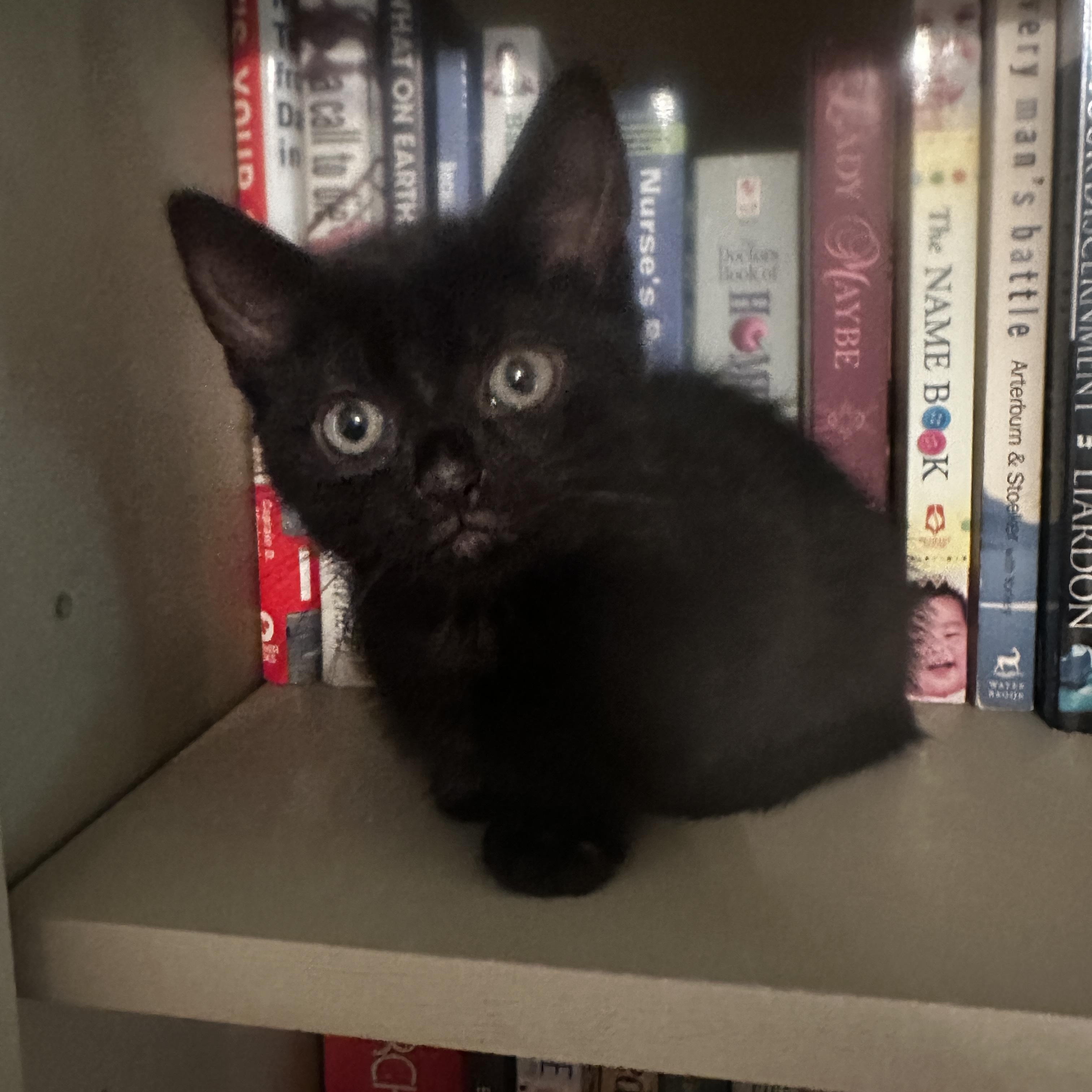 Oreo, a ADOPTABLE Domestic Short Hair in Springfield, MA image 3/3