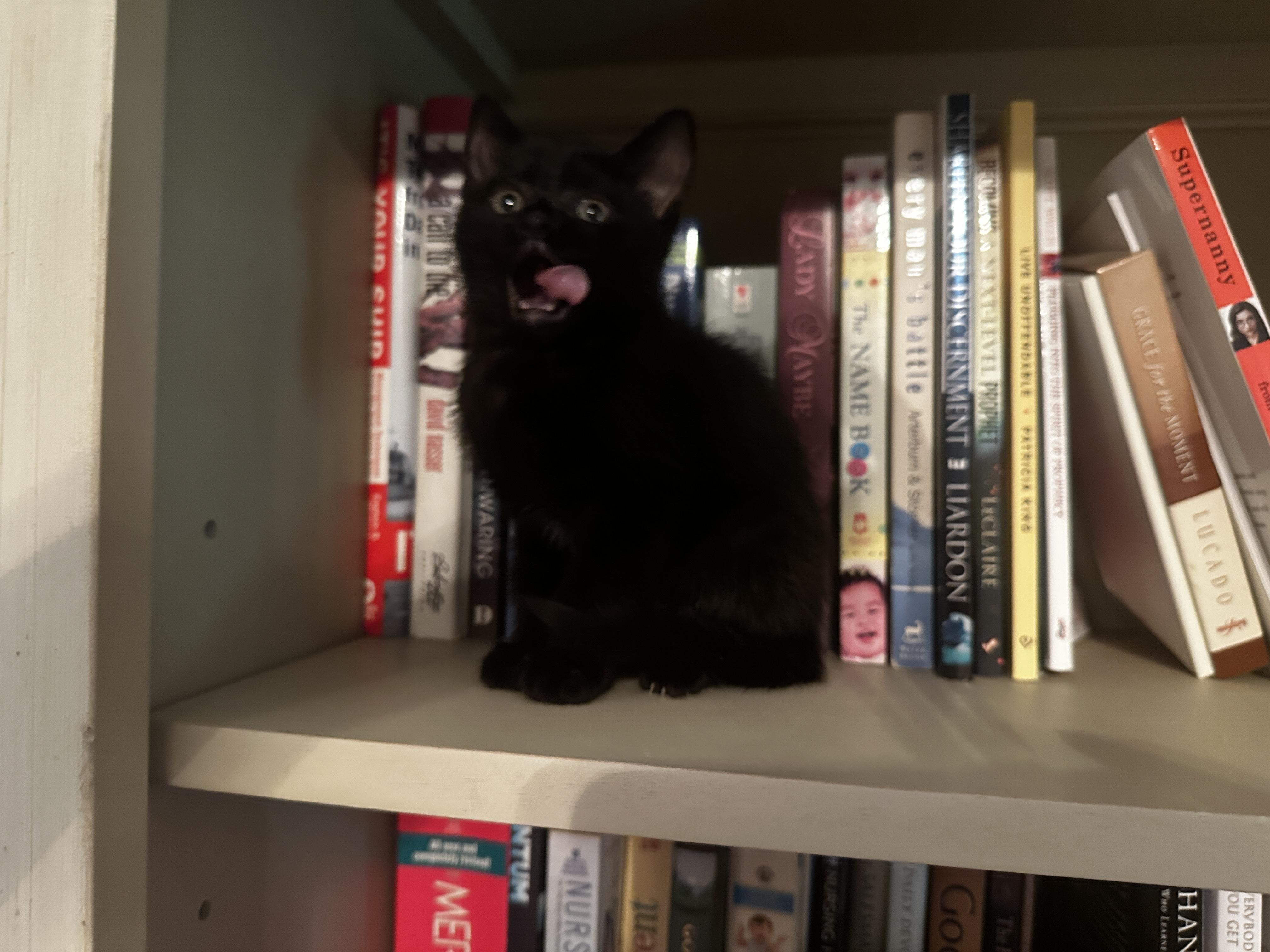 Oreo, a ADOPTABLE Domestic Short Hair in Springfield, MA image 1/3