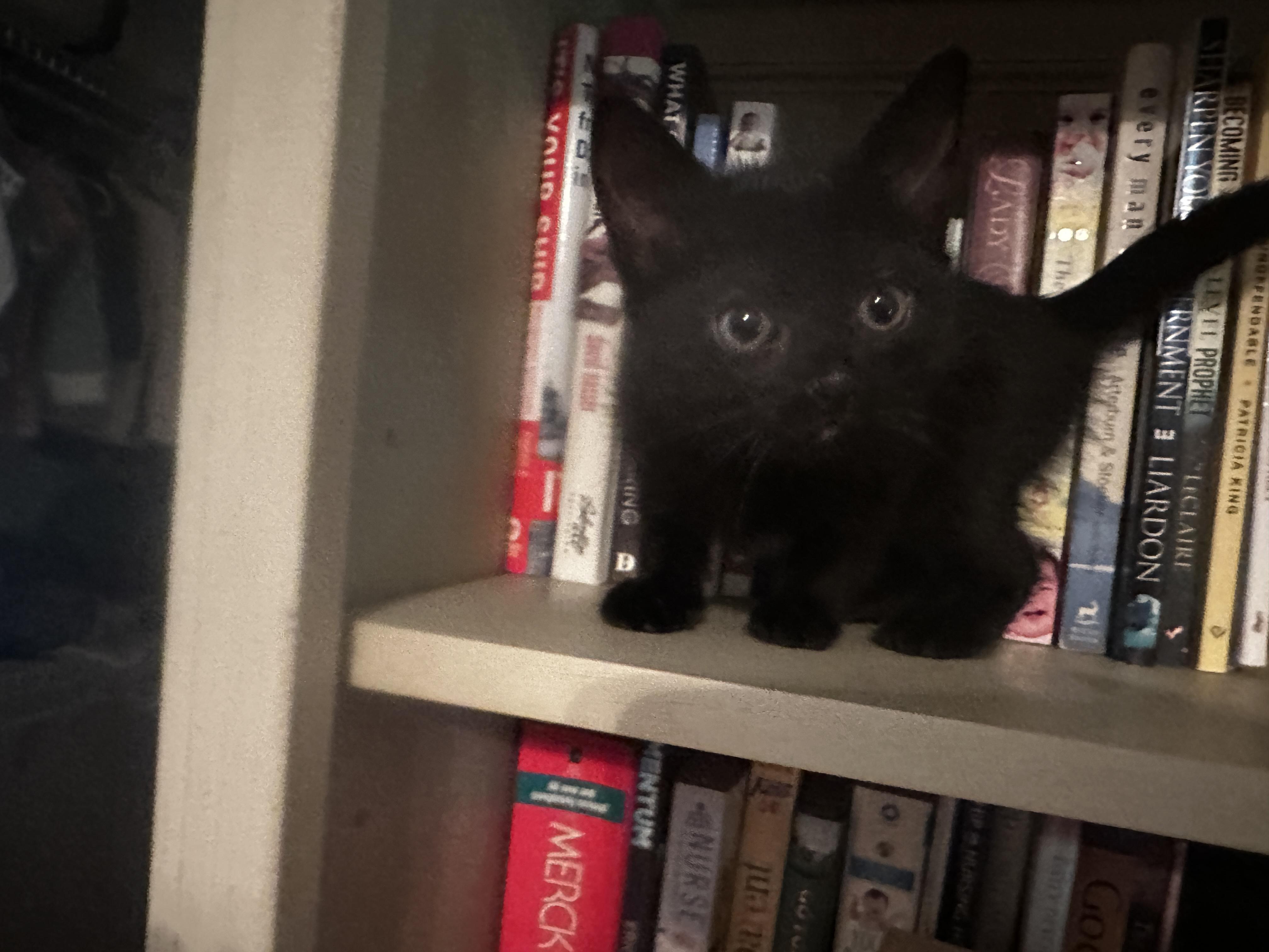 Oreo, a ADOPTABLE Domestic Short Hair in Springfield, MA image 2/3