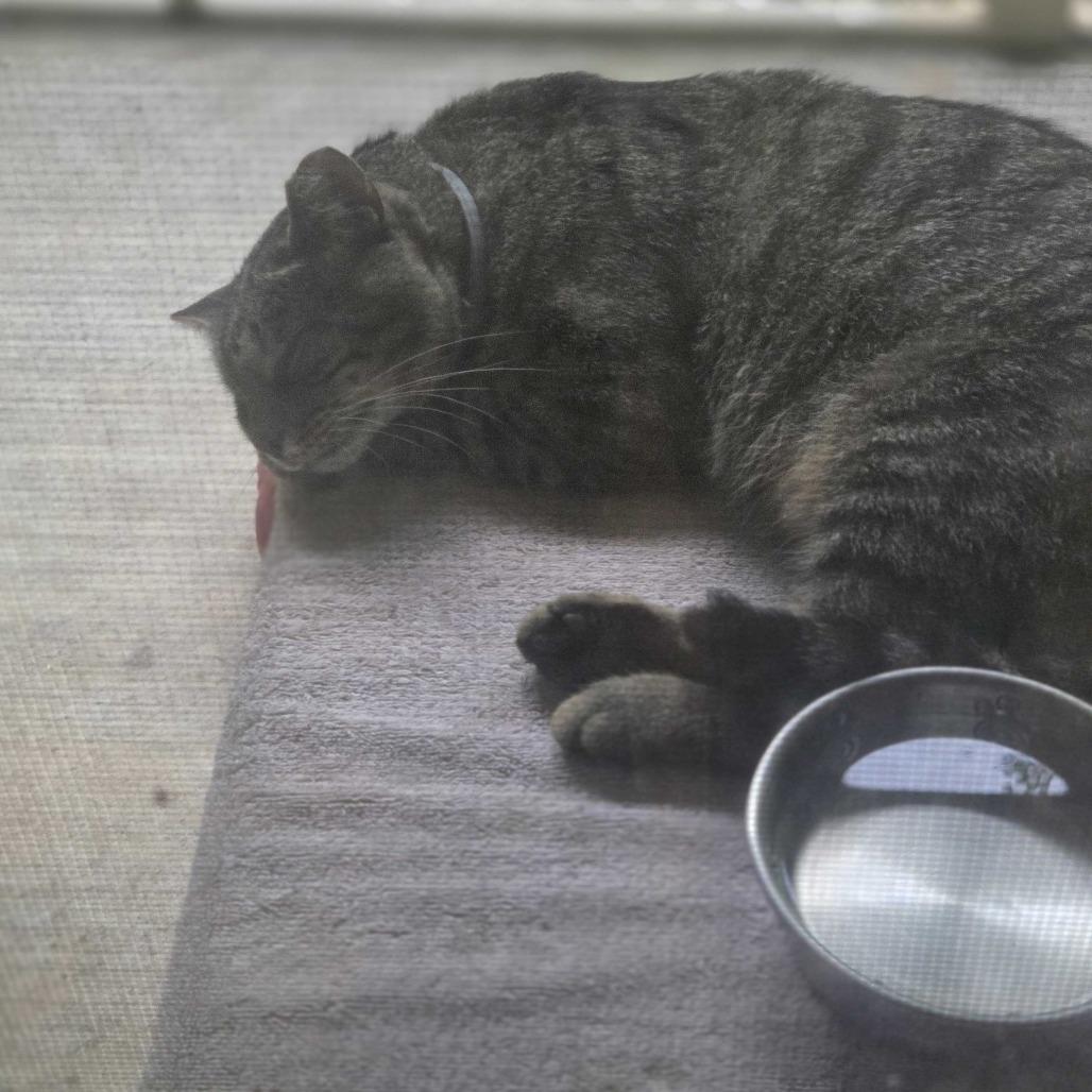 Teenage Mutant Ninja Kitty, Adoptable, Young Male Domestic Short Hair.