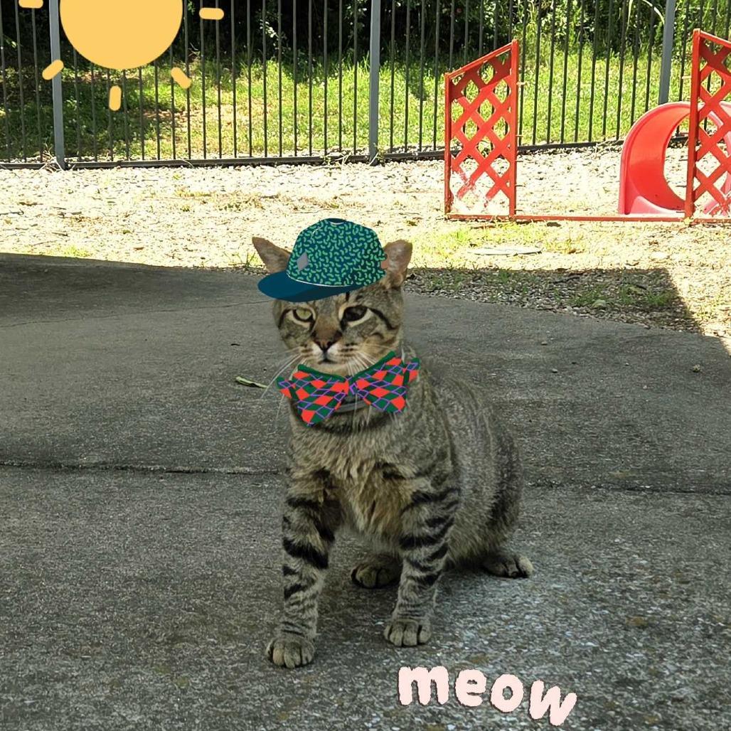 Enlarge Teenage Mutant Ninja Kitty, a Adoptable Domestic Short Hair in Louisville, KY image 2/3
