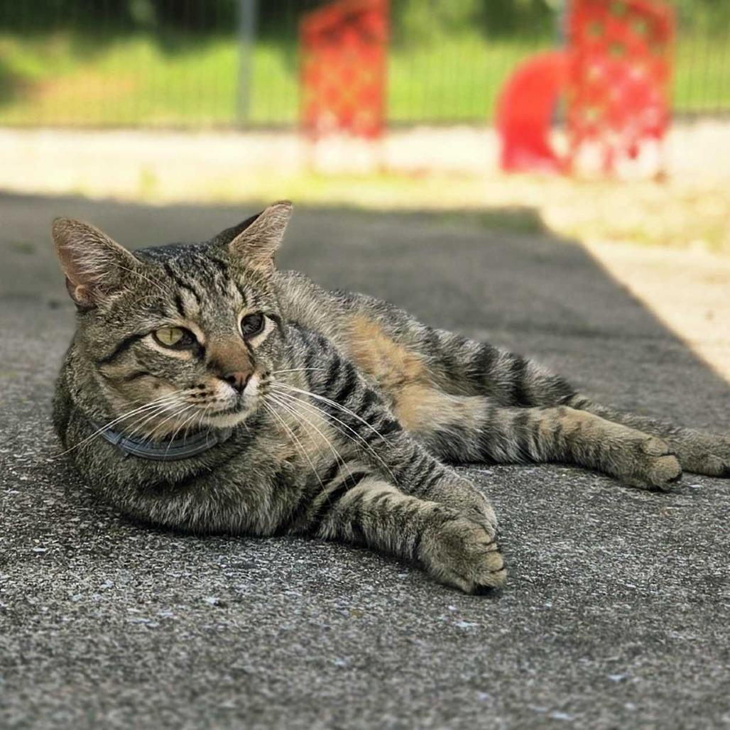 Enlarge Teenage Mutant Ninja Kitty, a Adoptable Domestic Short Hair in Louisville, KY image 3/3