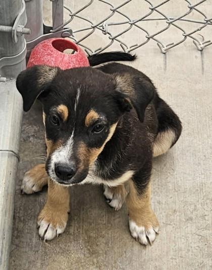 Enlarge Phil, a Adoptable mixed breed in Edgewood, NM image 1/2
