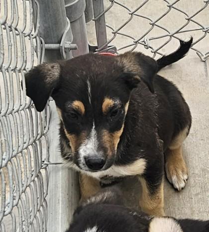 Enlarge Phil, a Adoptable mixed breed in Edgewood, NM image 2/2