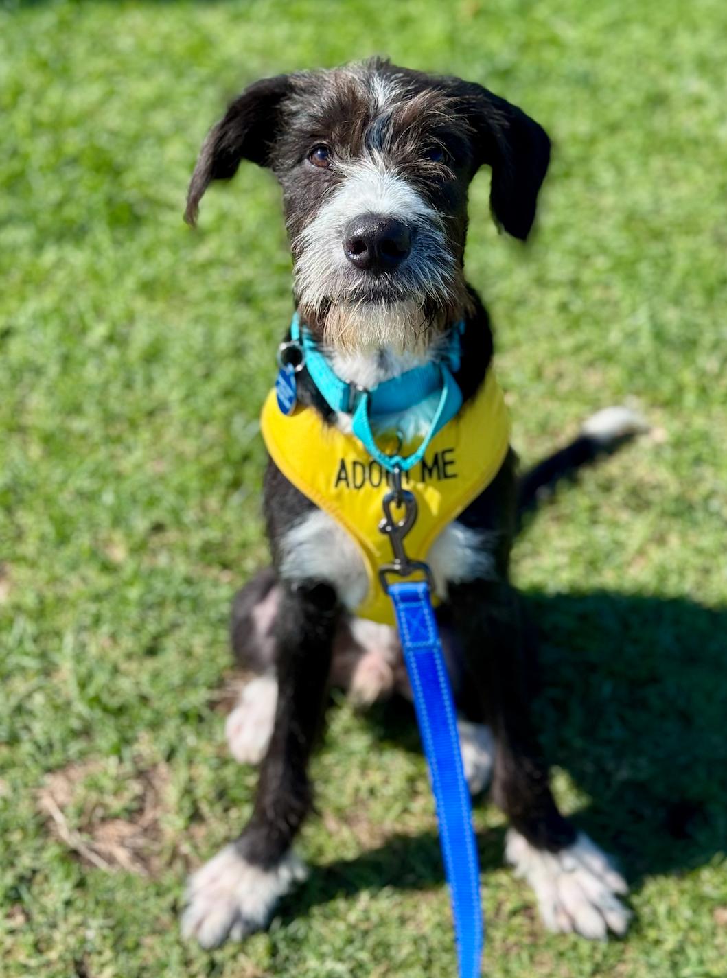 Lincoln, adopted, Young Male Goldendoodle & Airedale Terrier.