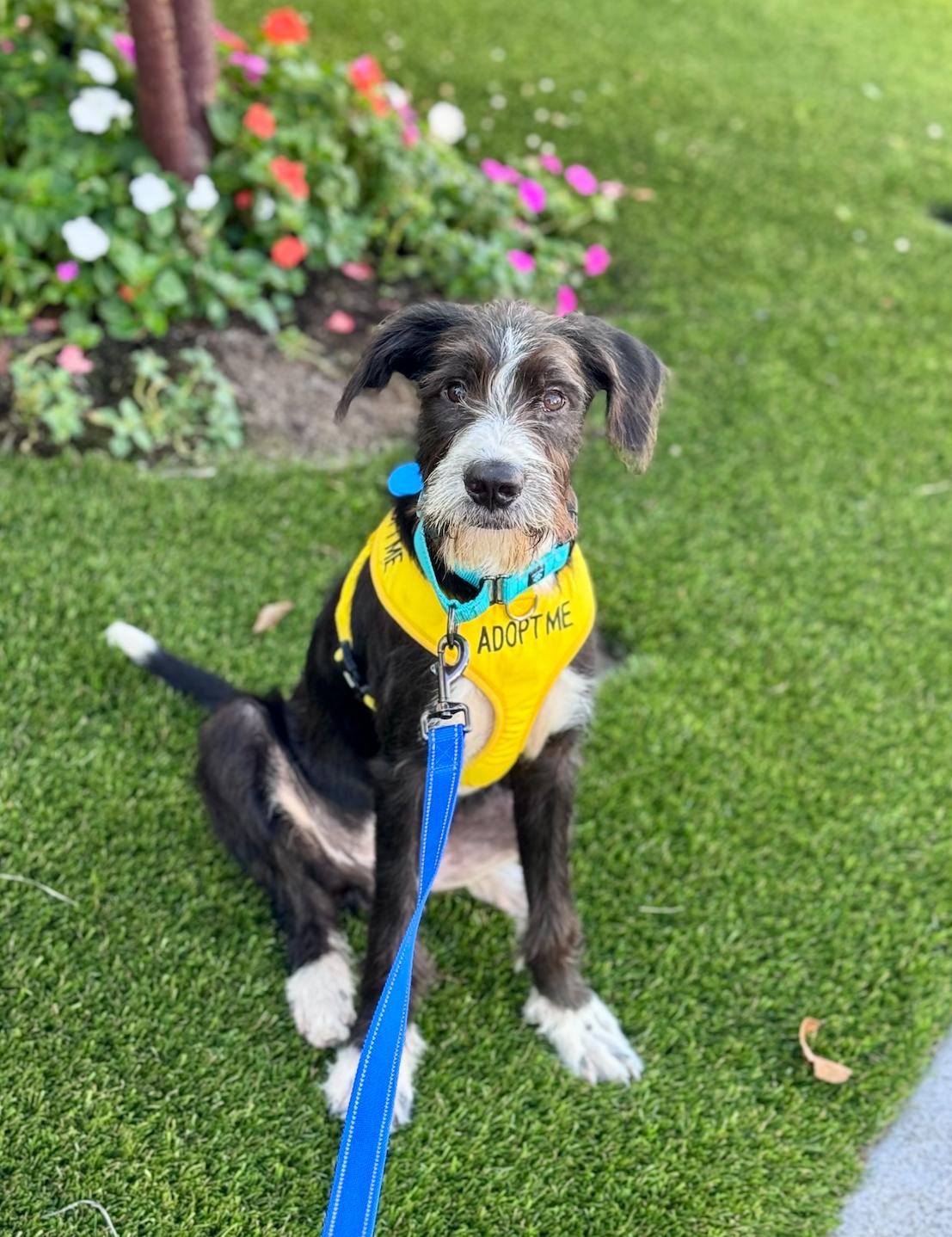 Enlarge Lincoln, an adopted mixed breed in Newport Beach, CA image 5/6