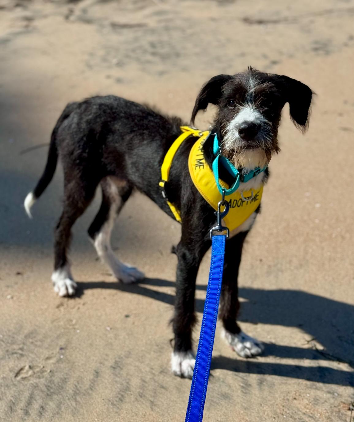 Enlarge Lincoln, an adopted mixed breed in Newport Beach, CA image 2/6