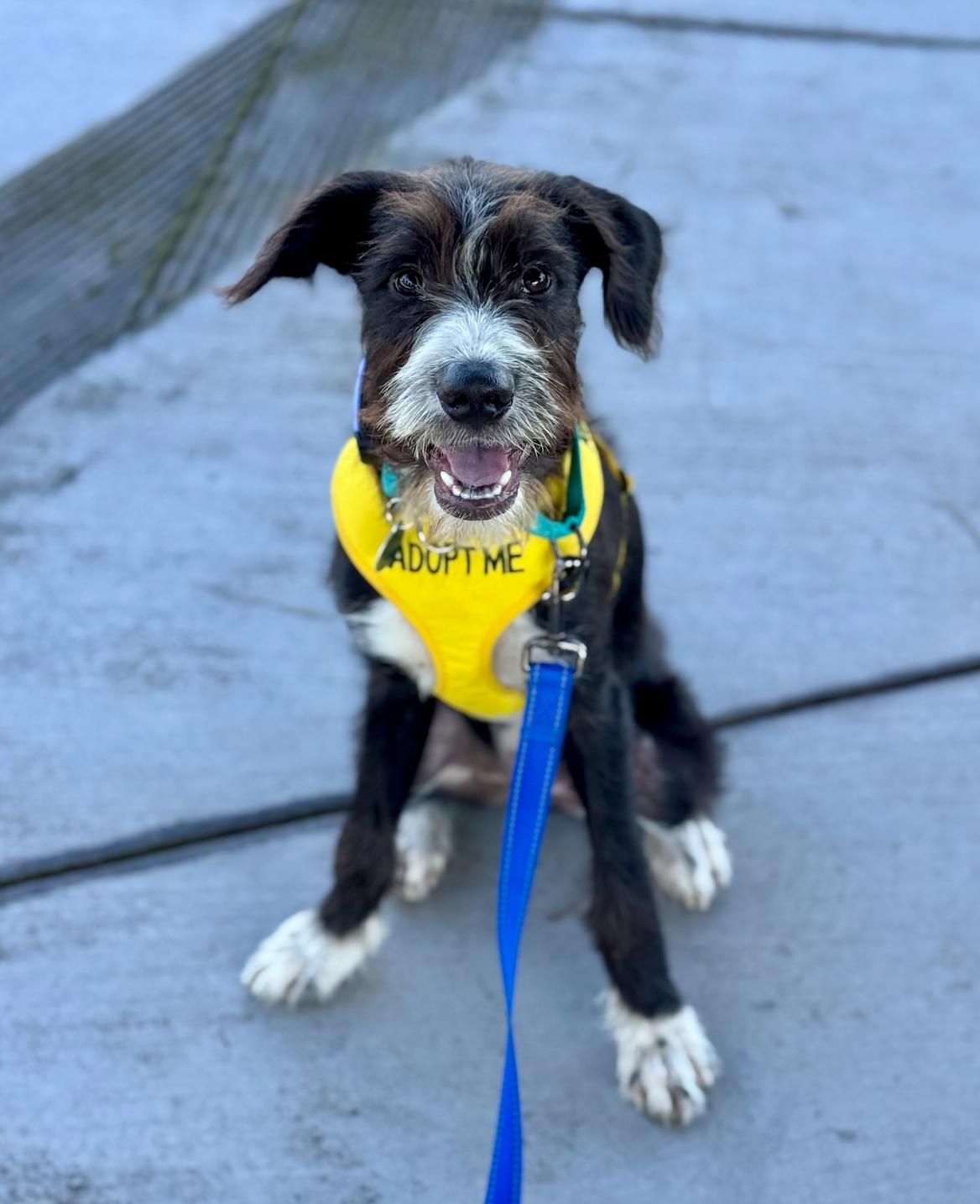 Enlarge Lincoln, an adopted mixed breed in Newport Beach, CA image 3/6