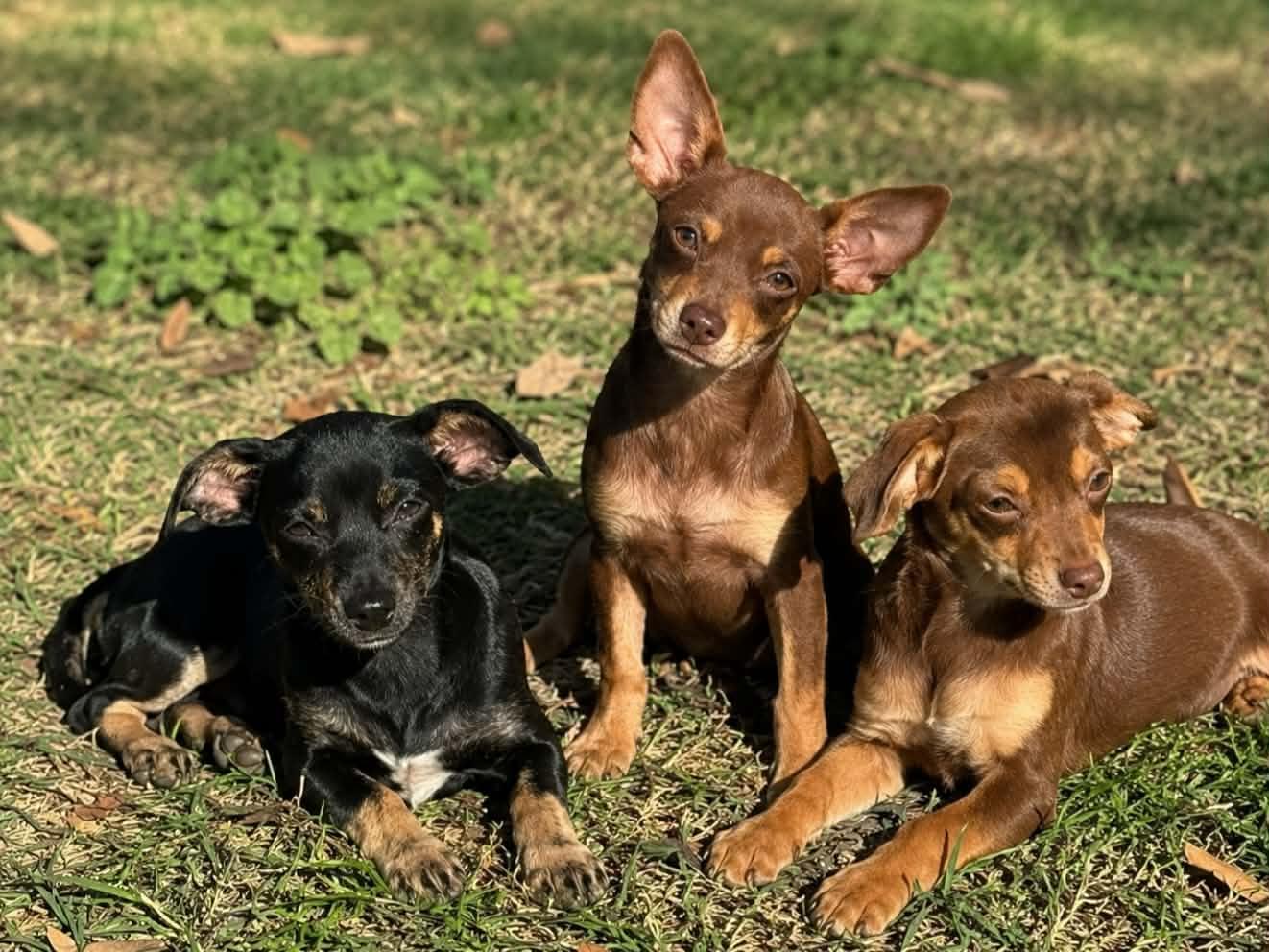 Mika Wazowski, Adoptable, Puppy Female Chihuahua & Dachshund.