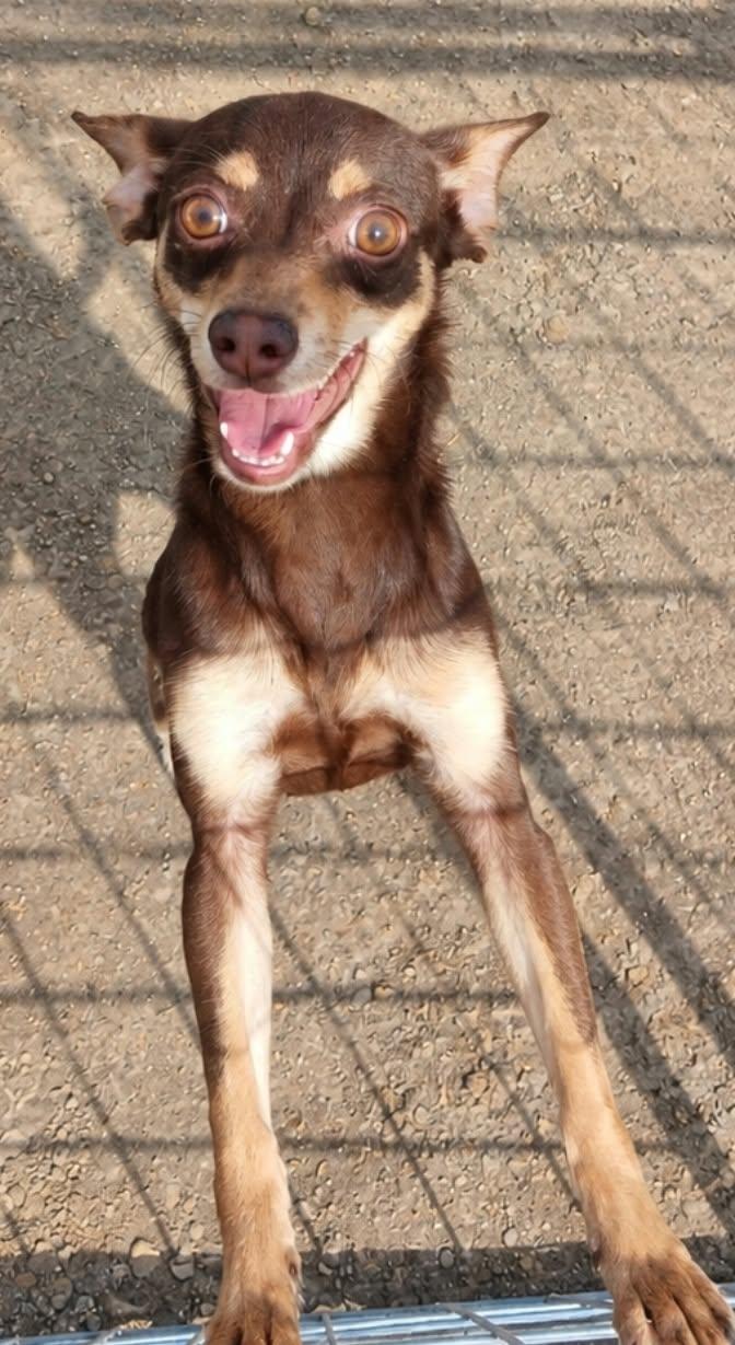 Enlarge Mika Wazowski, a Adoptable mixed breed in Minneapolis, MN image 2/2