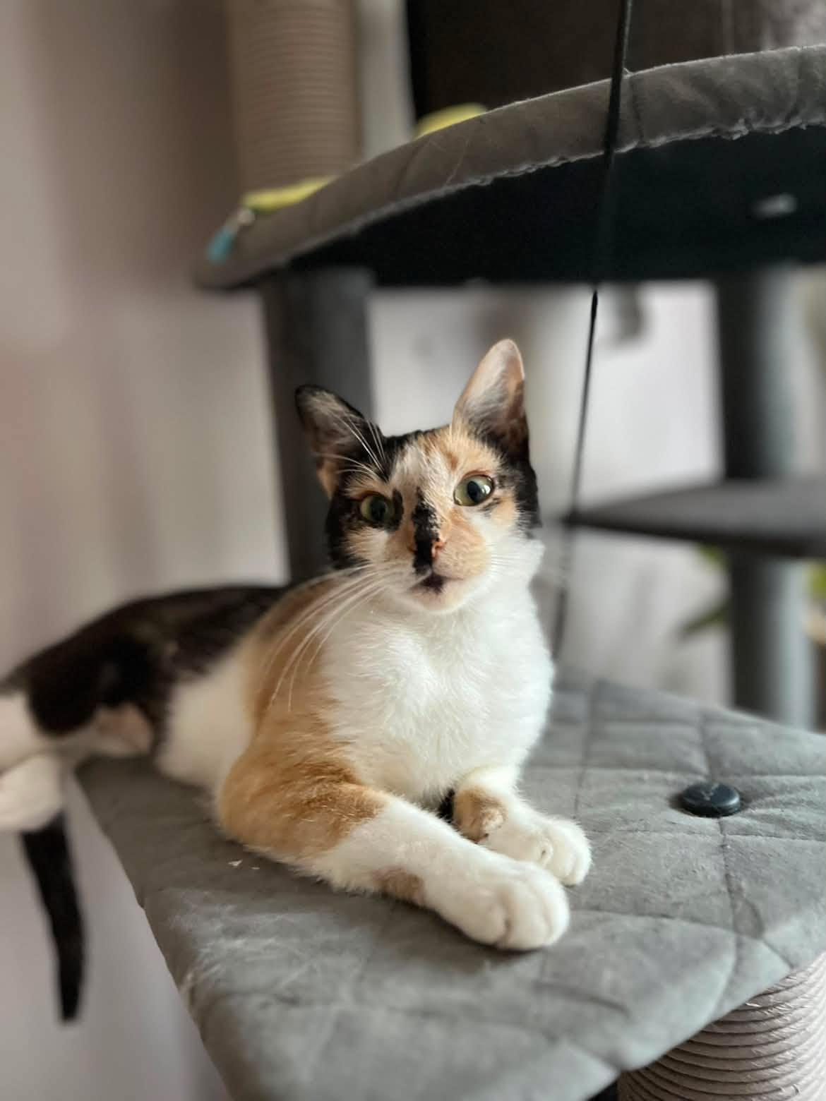 Pintita, ADOPTABLE, Young Female American Shorthair.