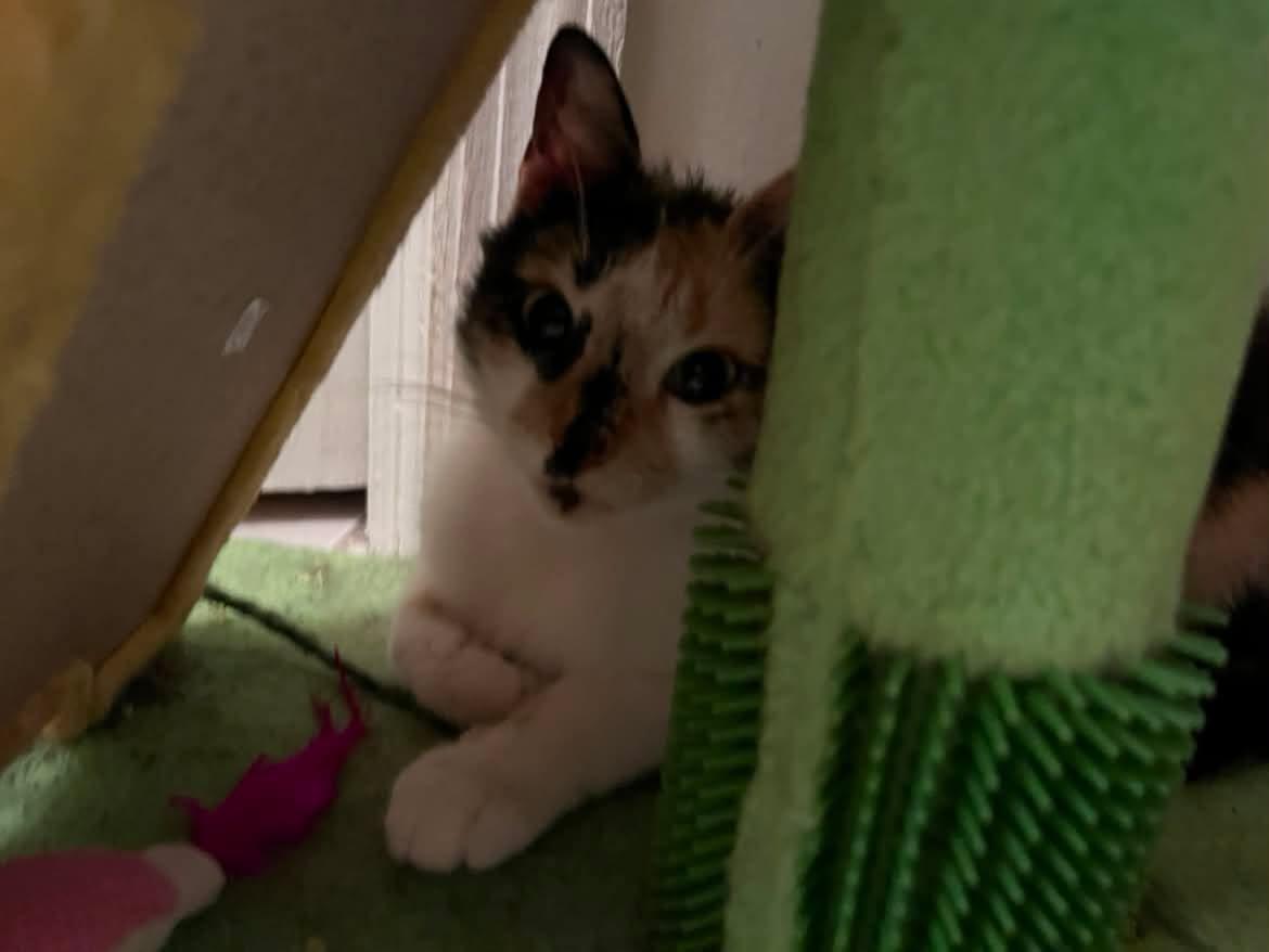 Enlarge Pintita, a ADOPTABLE American Shorthair in Highland Park, NJ image 5/5