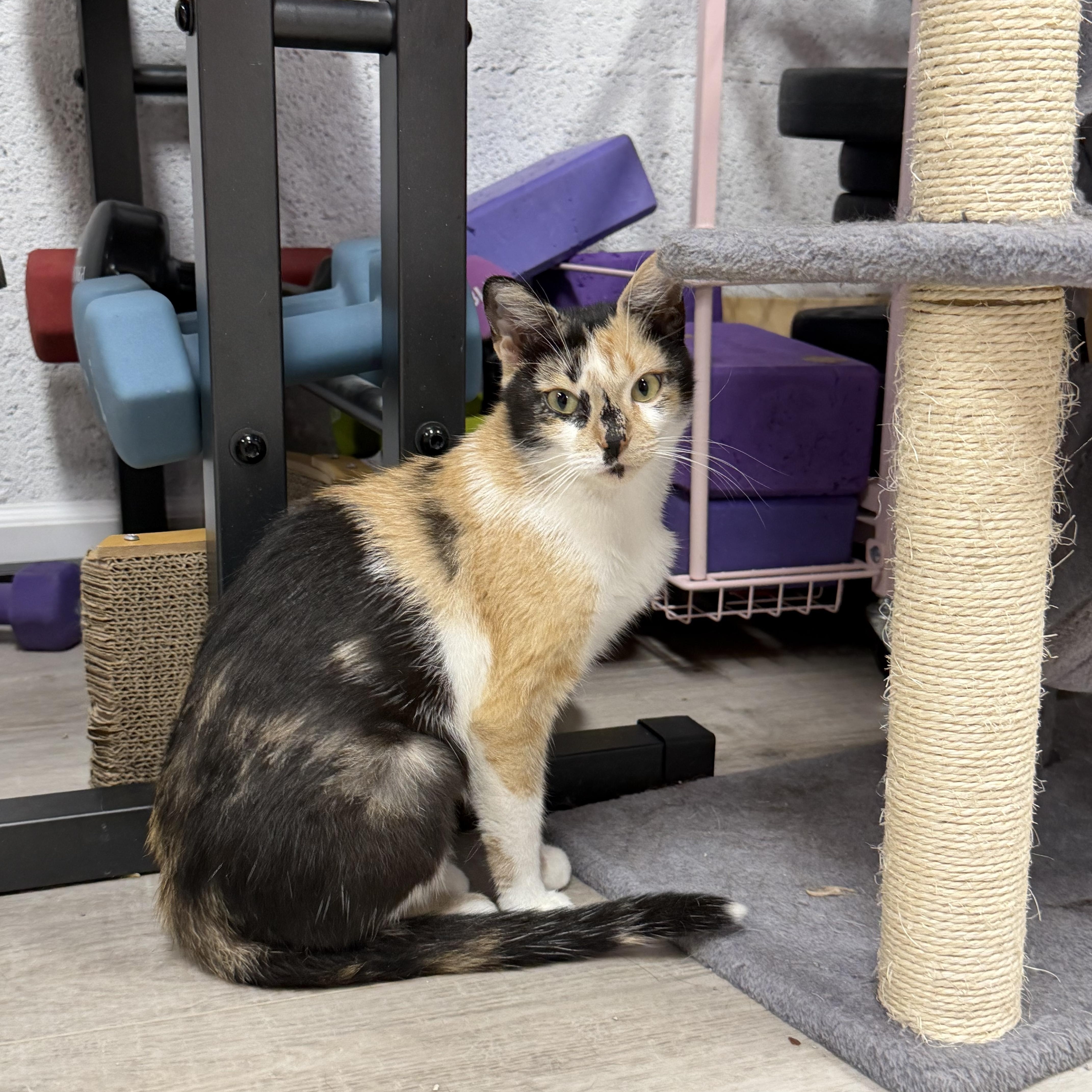 Enlarge Pintita, a Adoptable American Shorthair in Highland Park, NJ image 1/5